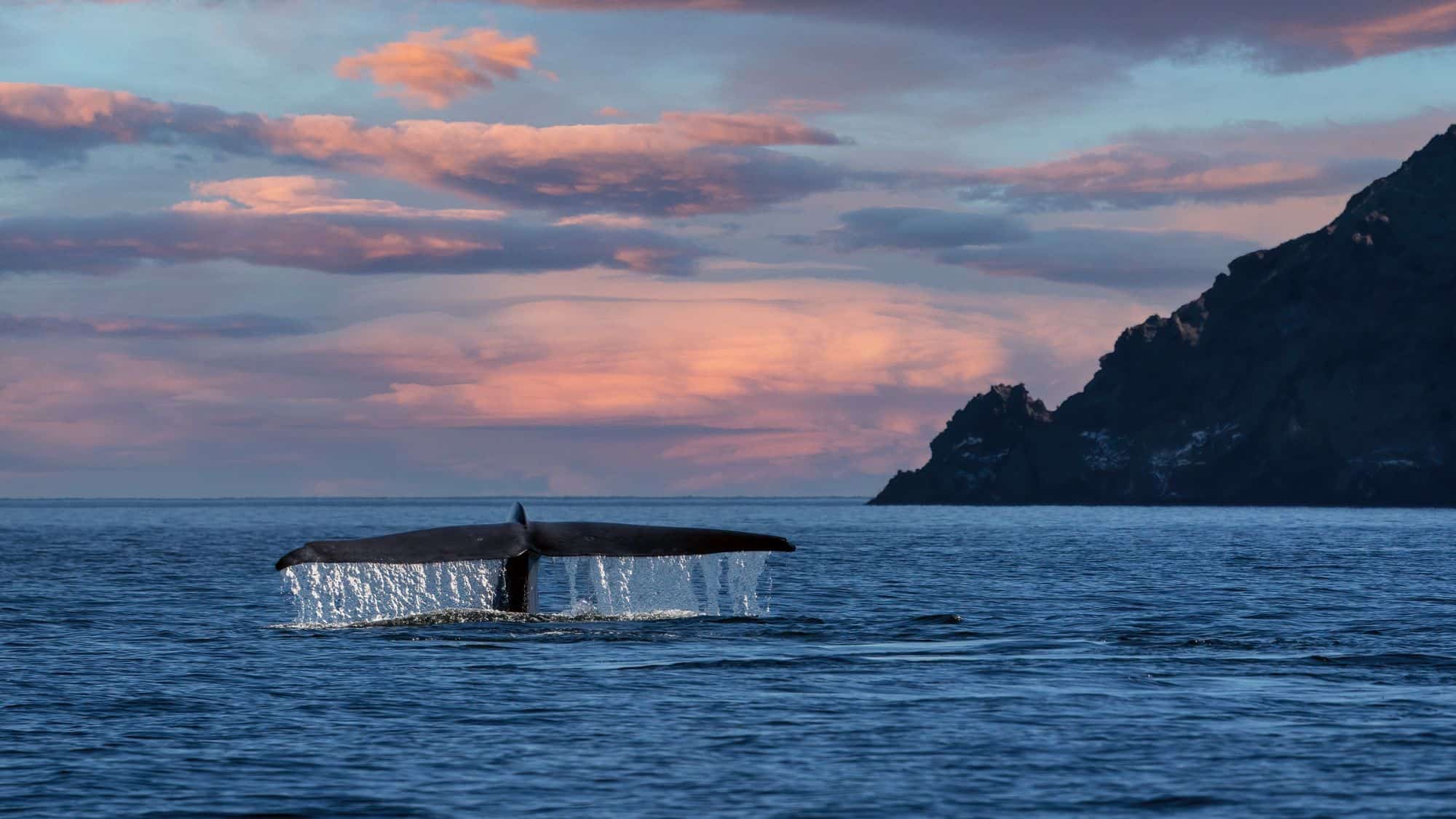A single humpback whale’s tail rises against the backdrop of a colorful sunset and rugged coastline. The scene captures the tranquility of marine life at dusk.