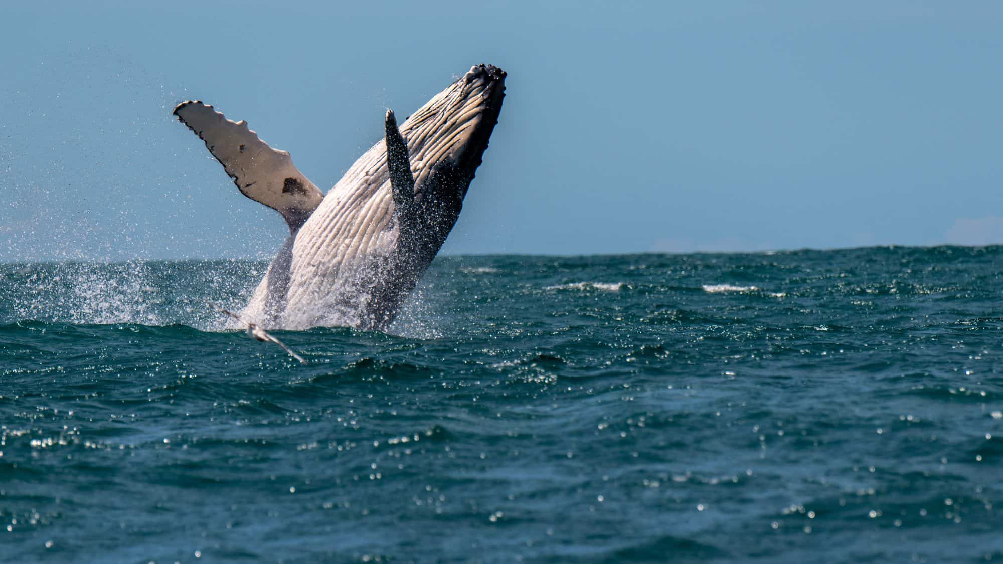 A breaching humpback whale creates a dramatic splash against a backdrop of teal waters. The raw power and grace of the whale are the focal points of this oceanic moment.