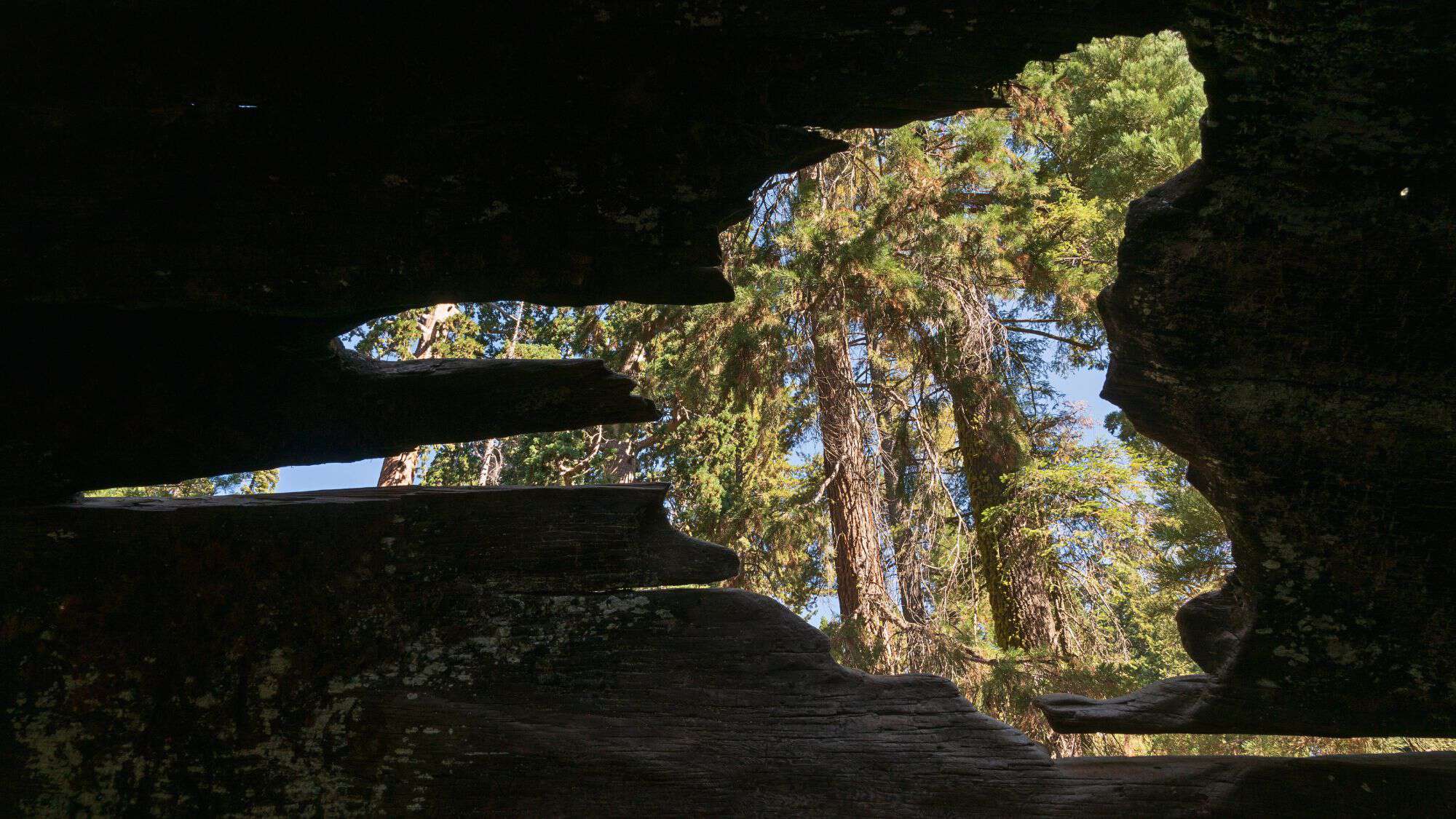 An intriguing view from inside a hollowed-out tree trunk, showing a patch of blue sky and sunlit green forest beyond the jagged, dark edges of the burnt tree.