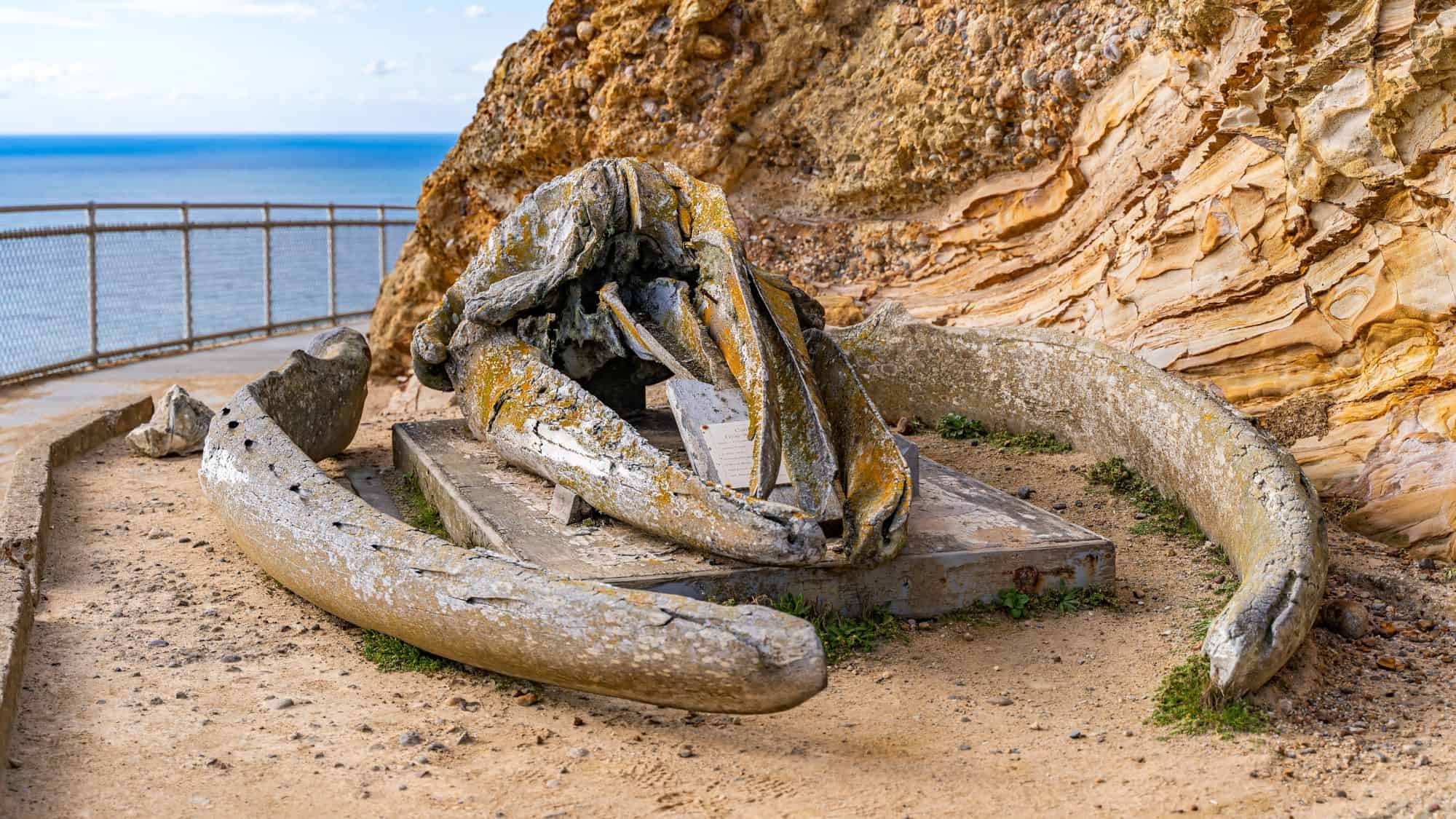 A preserved whale skull and bones displayed against a rocky cliff face near the ocean, surrounded by informational signage. The exhibit highlights marine history and conservation.