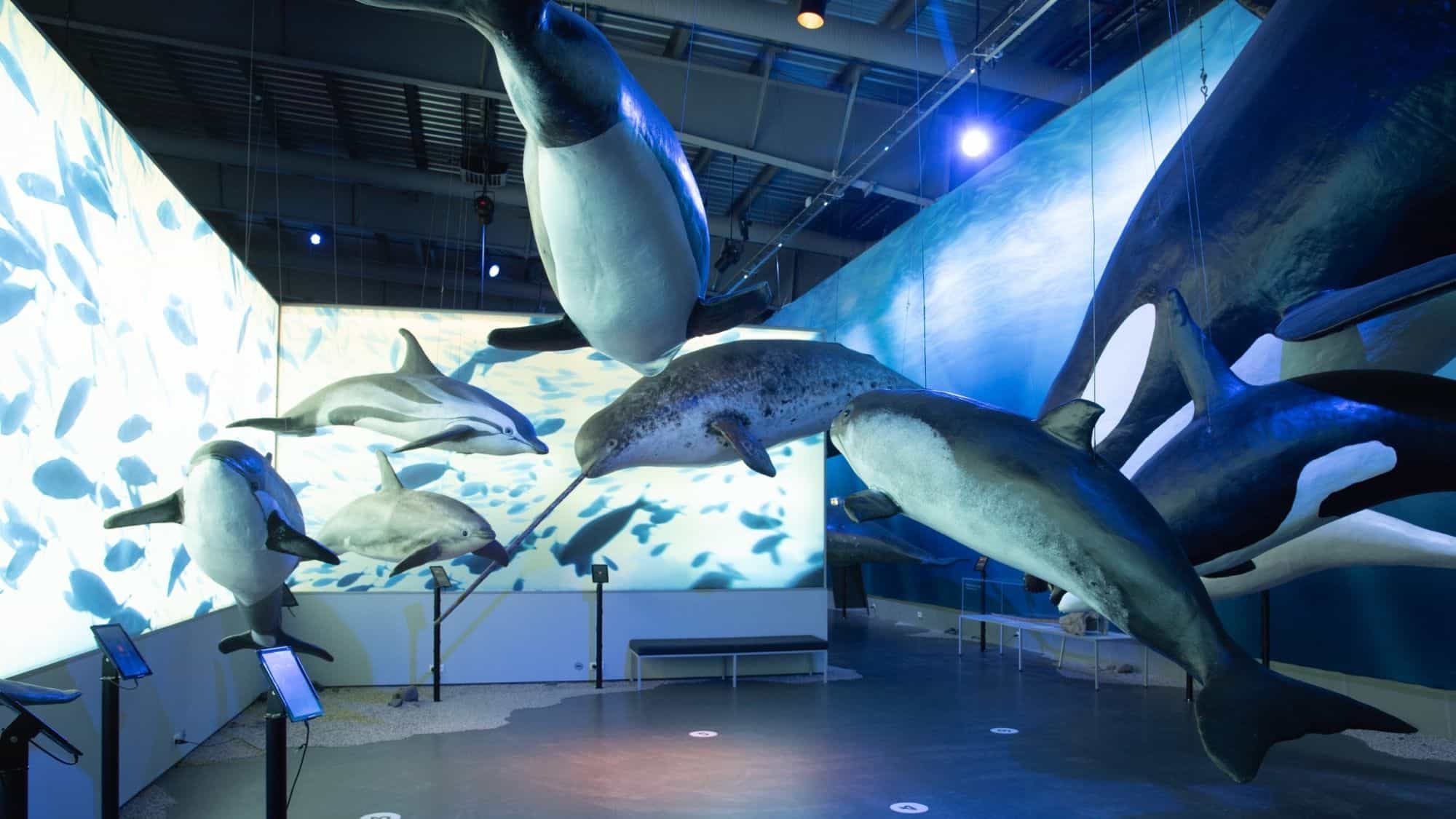 A modern museum exhibit showcasing lifelike models of whales and dolphins suspended in mid-air. The bright, interactive display immerses viewers in marine life exploration.