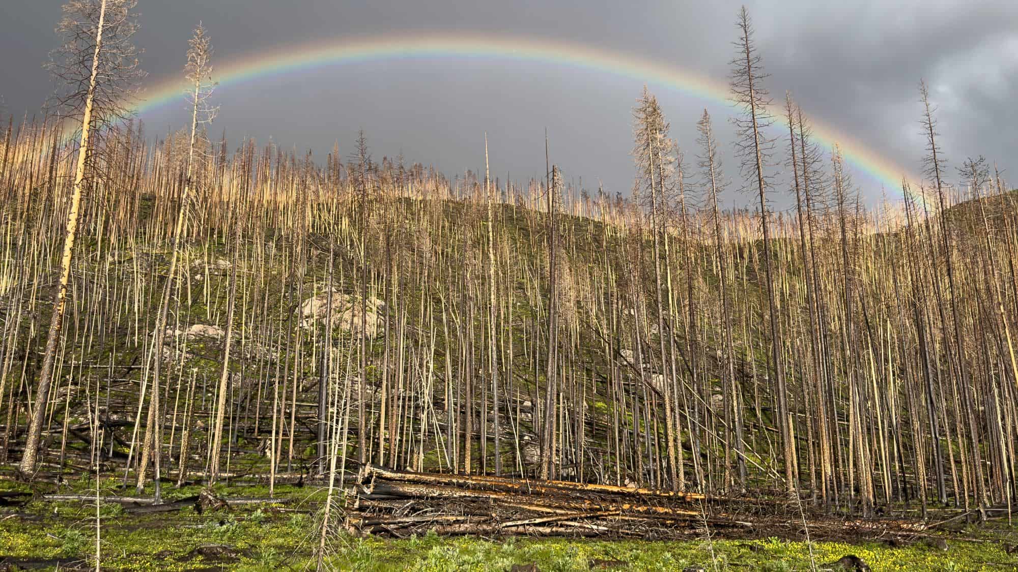 A striking view of a charred forest with tall, bare trees and green undergrowth beginning to regrow, crowned by a vibrant rainbow arching across a stormy sky.