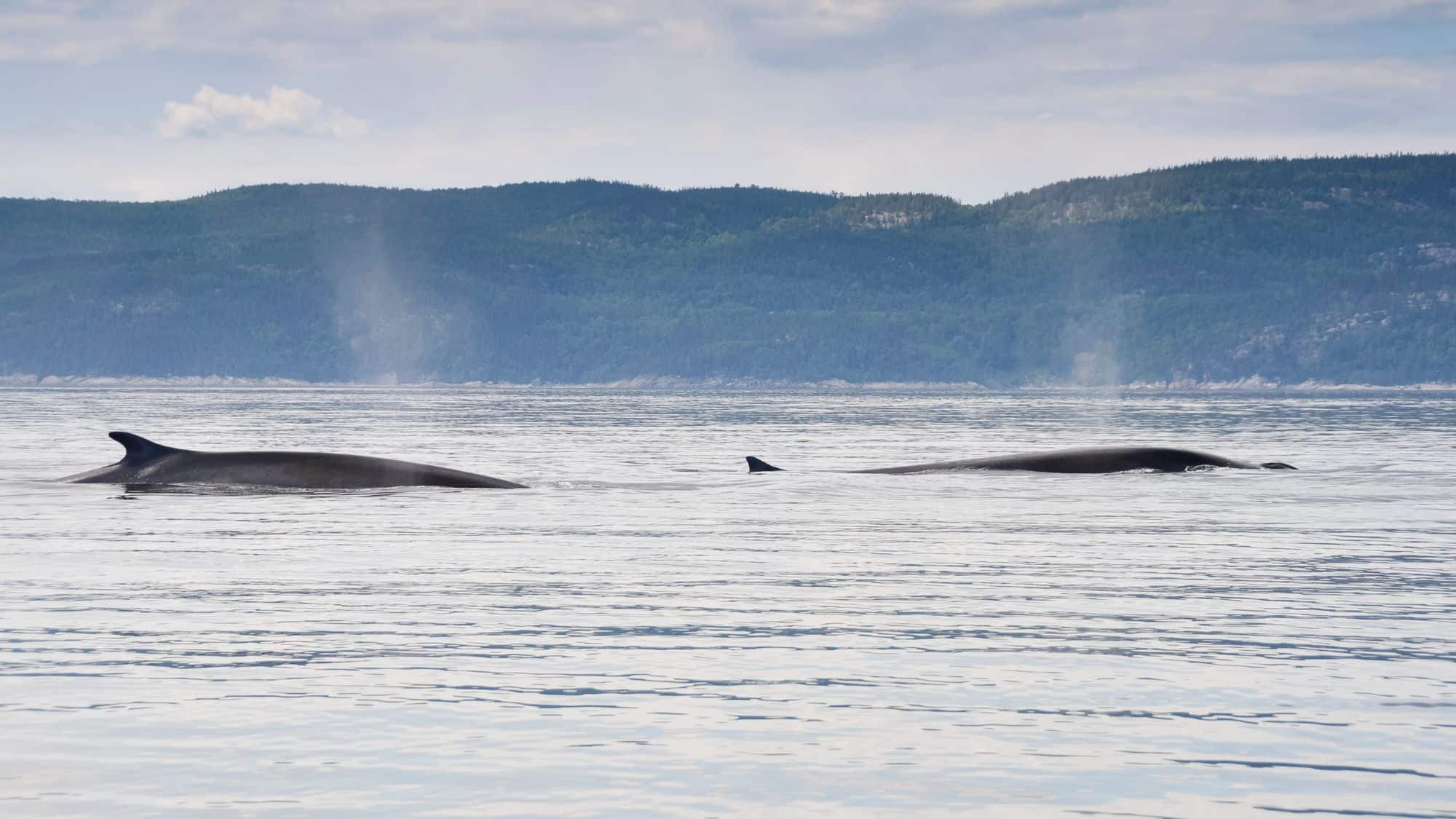 Two fin whales cruise through calm waters, their spouts creating misty plumes. Forested hills provide a lush background for this tranquil marine scene.