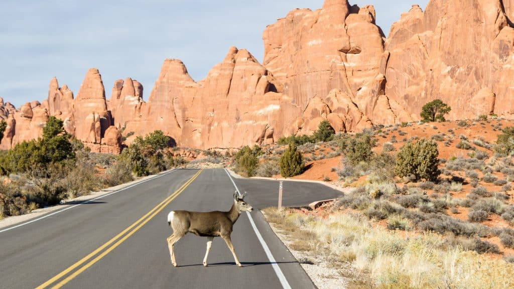 A mule deer crossing a quiet road with iconic red rock formations in the background, blending wildlife with the park's rugged scenery.
