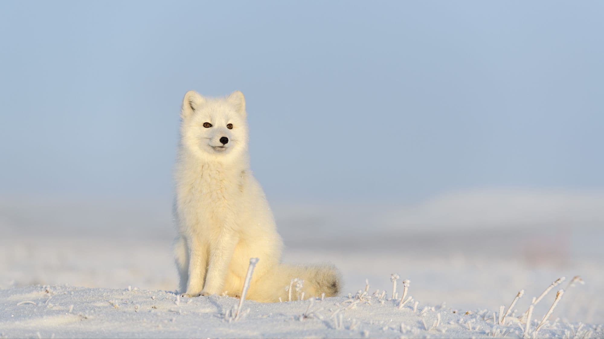 An Arctic fox with a creamy white winter coat sits upright on a snowy field under a clear blue sky. Frosted grass stalks surround the fox, and its dark eyes and small black nose contrast with the pristine snow.
