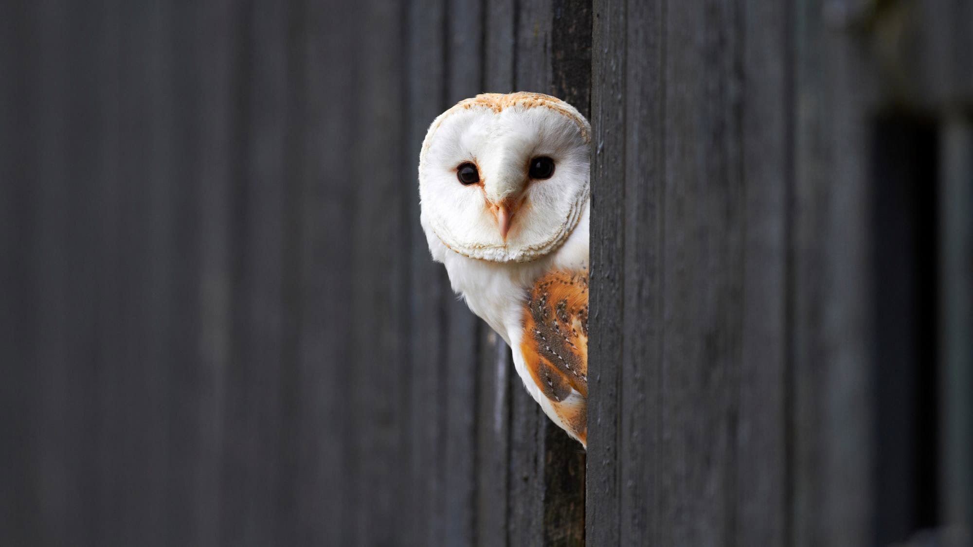 A barn owl peeking from behind a dark wooden post, its white, heart-shaped face and large dark eyes standing out vividly.