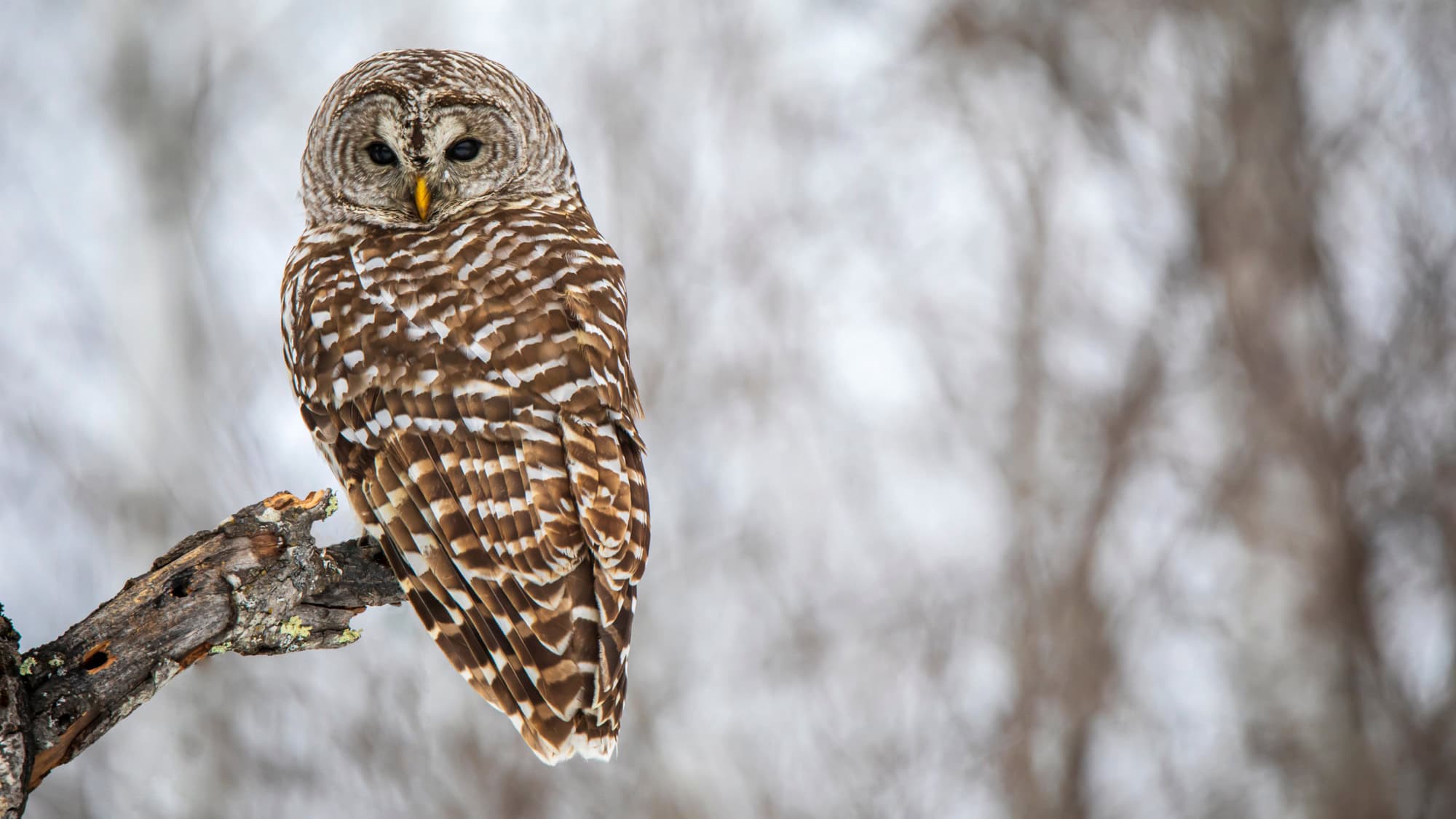 A barred owl perches on a gnarled branch, its patterned brown and white feathers blending with the softly blurred background of a winter forest. The owl's dark eyes gaze directly at the viewer, framed by concentric rings of feathers.