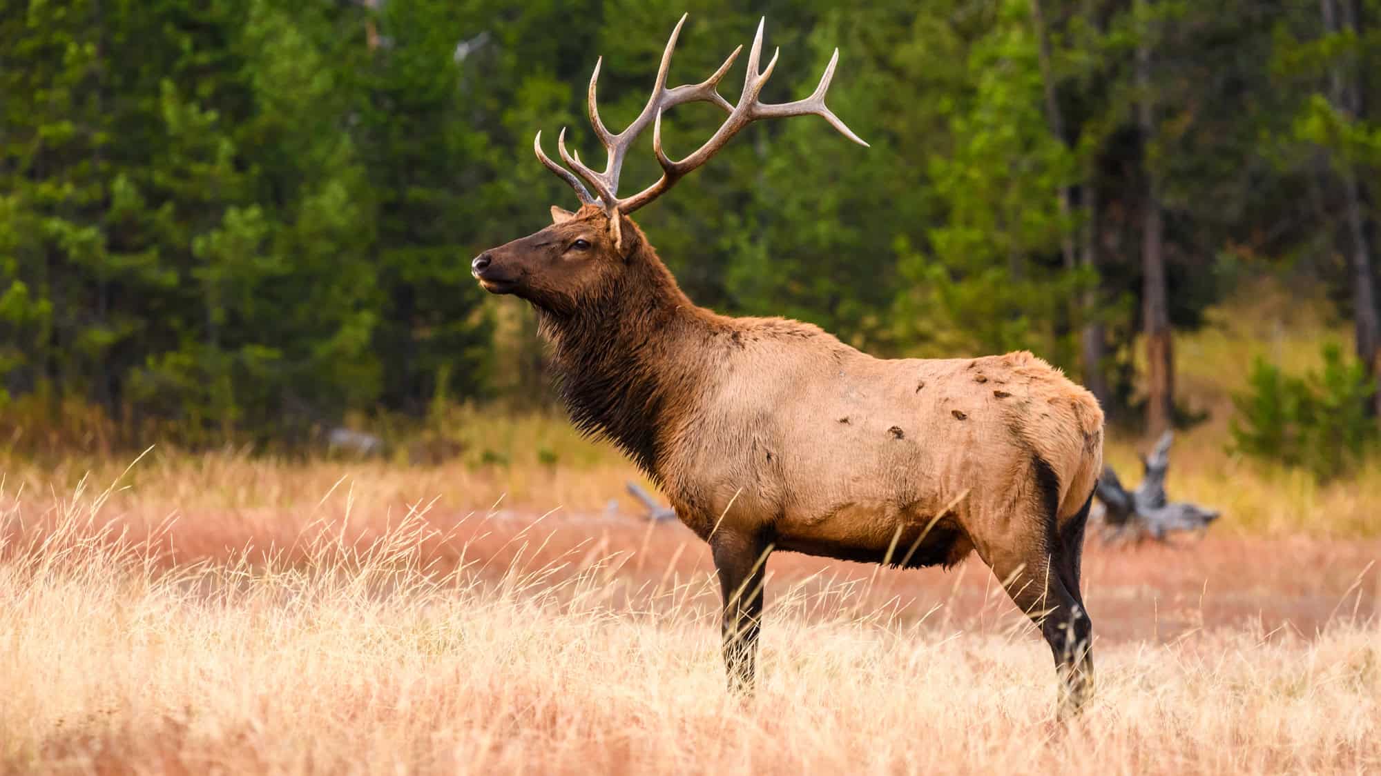 A majestic bull elk standing in a golden field with a dense green forest in the background. The elk's large antlers and dark neck contrast beautifully with the warm sunlight illuminating the scene.