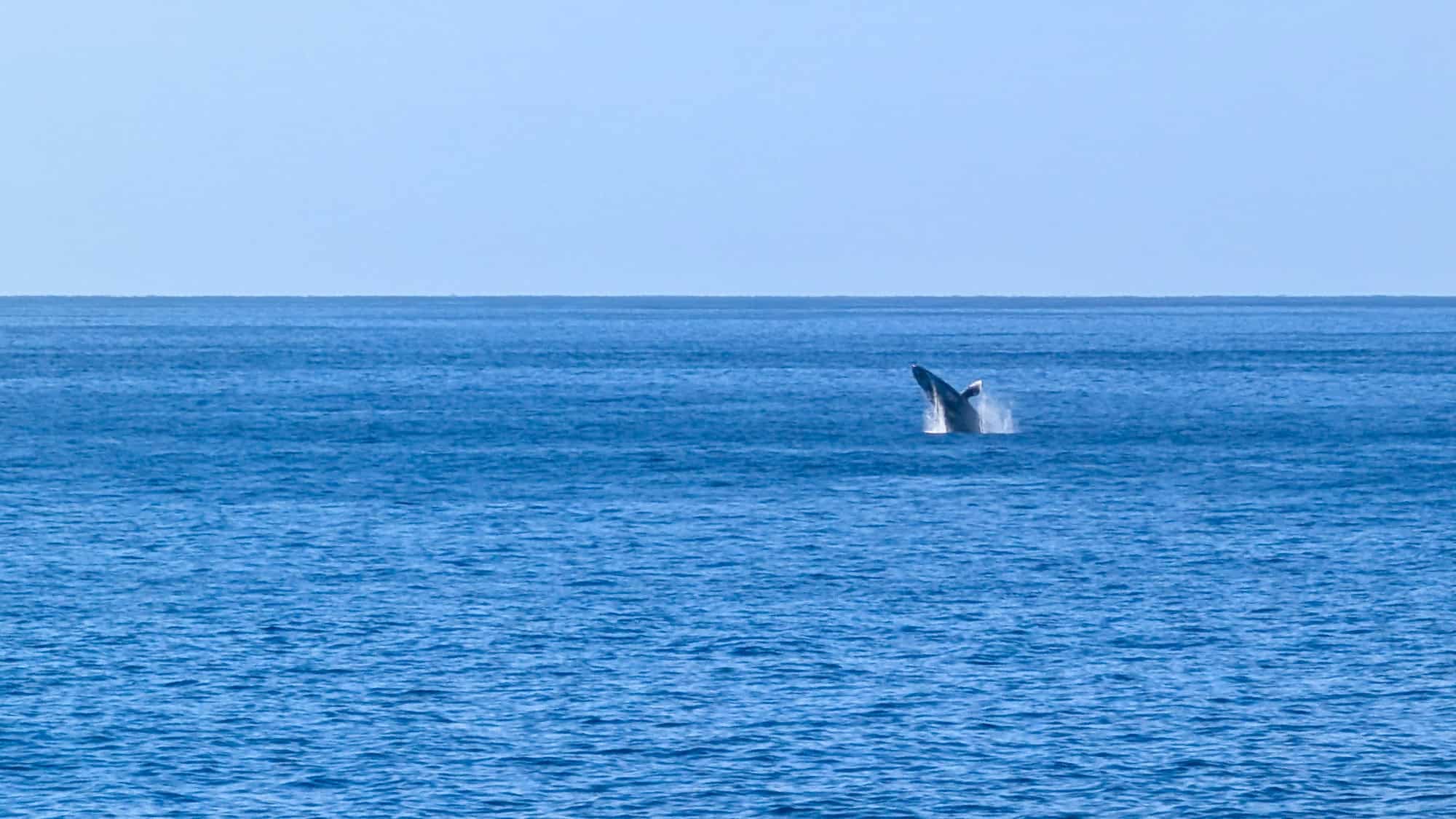 A whale breaches from the water along the coast of Cabo, Mexico.