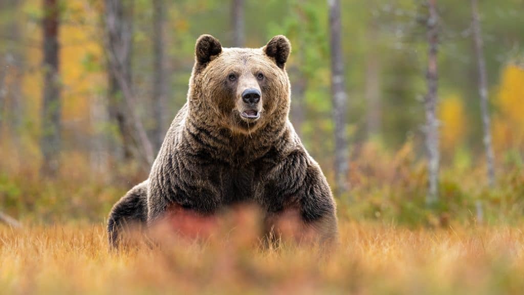 A massive grizzly bear stands in a golden autumn meadow, staring directly ahead with a slightly open mouth. The blurred background of trees adds to the wild and majestic atmosphere.