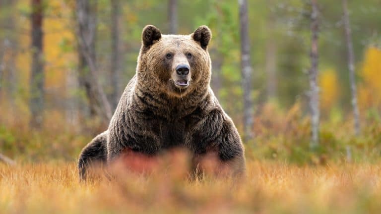 A massive grizzly bear stands in a golden autumn meadow, staring directly ahead with a slightly open mouth. The blurred background of trees adds to the wild and majestic atmosphere.