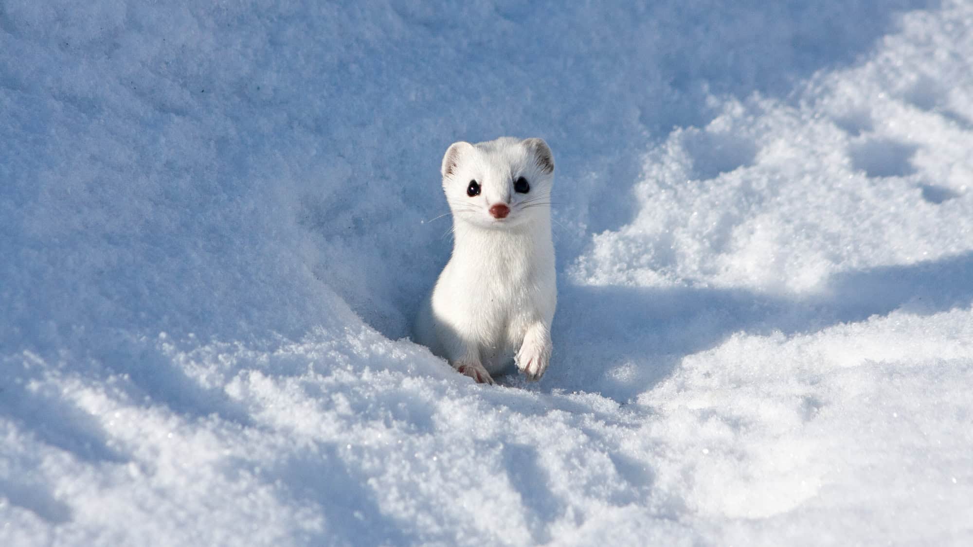 A long-tailed weasel in its white winter coat emerges from a snowy depression, its dark eyes and pink nose contrasting with the sparkling snow. The sunlight highlights the weasel's sleek fur and the textured snow around it.