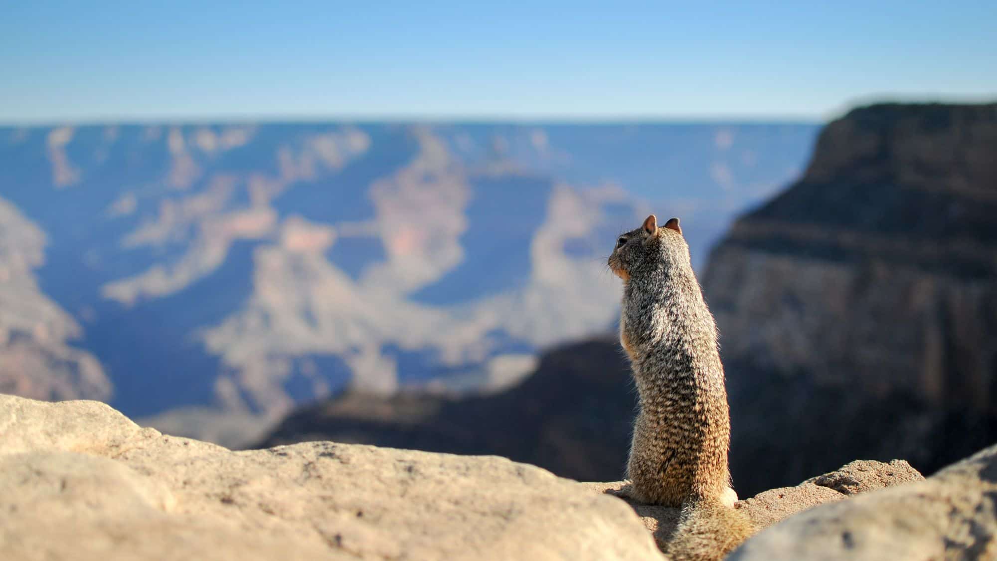 A squirrel sits atop a rocky ledge, gazing out over a breathtaking canyon landscape bathed in sunlight, representing nature's beauty.