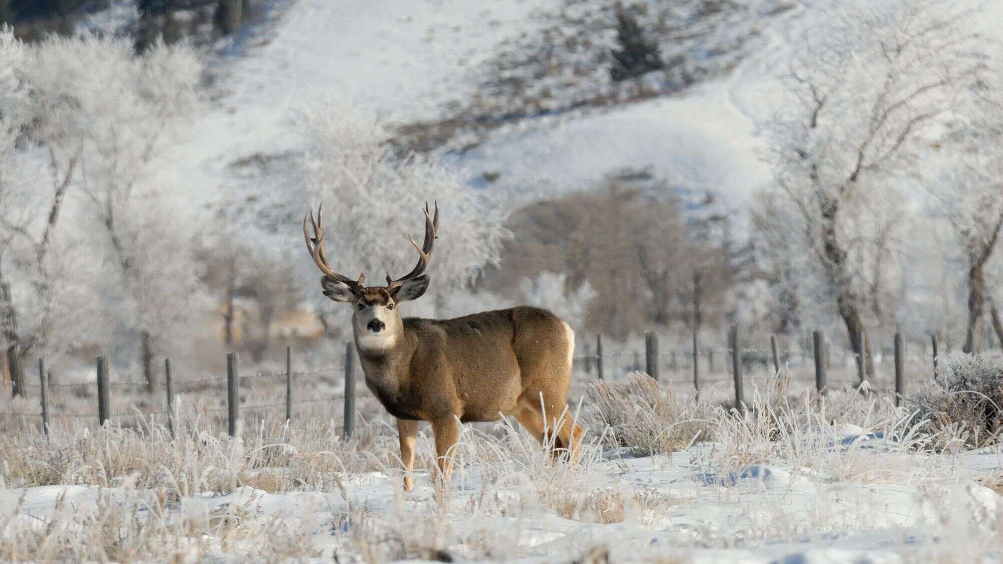 A mule deer buck with large antlers standing in a snowy field near a barbed-wire fence. Frost-covered trees and a snow-dusted hillside form the serene winter backdrop.