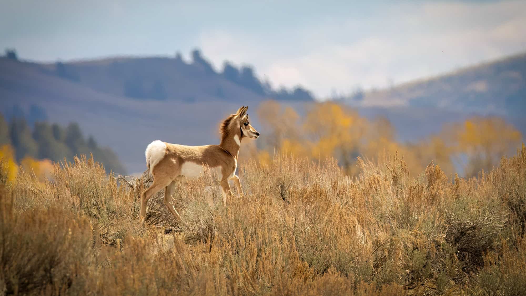 A young pronghorn walking through a golden-brown field of shrubs with rolling hills and a hazy blue sky in the background. The pronghorn's white markings and small horns stand out against the warm tones of the landscape.