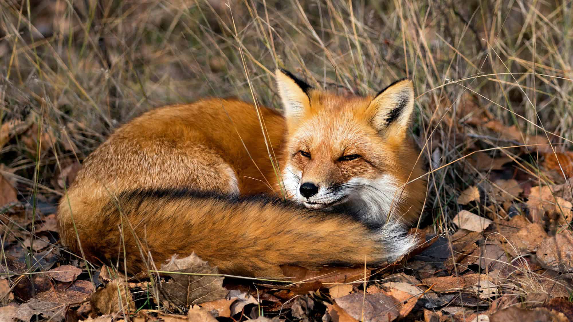A serene red fox curled up on dried leaves, resting peacefully in its natural habitat.