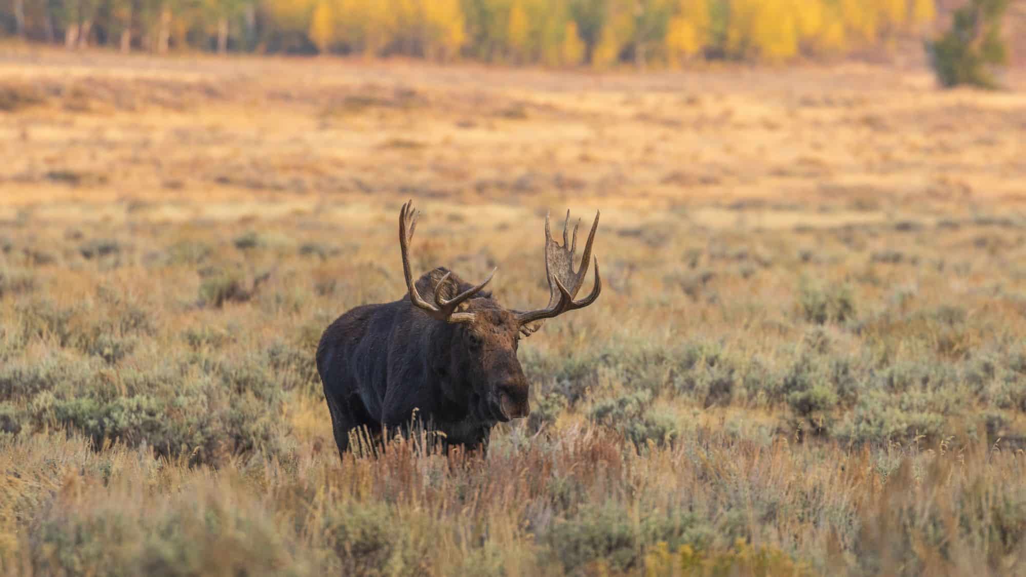 A large Shiras moose with broad antlers standing in a golden-brown field surrounded by autumn foliage. The warm light highlights the moose's dark fur and the vibrant yellow leaves in the background.