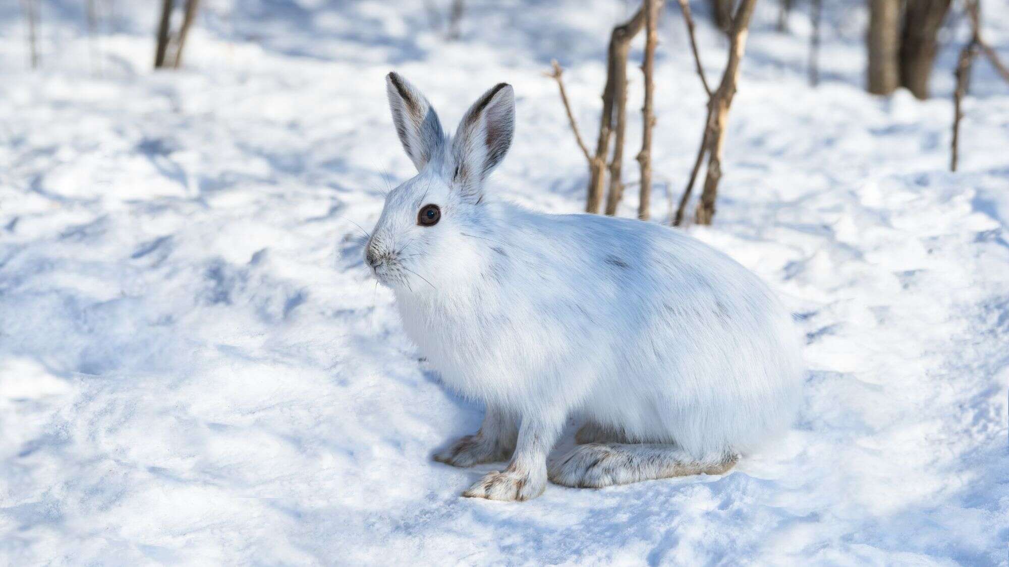A snowshoe hare with a white winter coat rests in a snowy forest, blending seamlessly with the bright snow. Its dark eyes and black-tipped ears stand out against the serene, sunlit background of blurred tree branches.