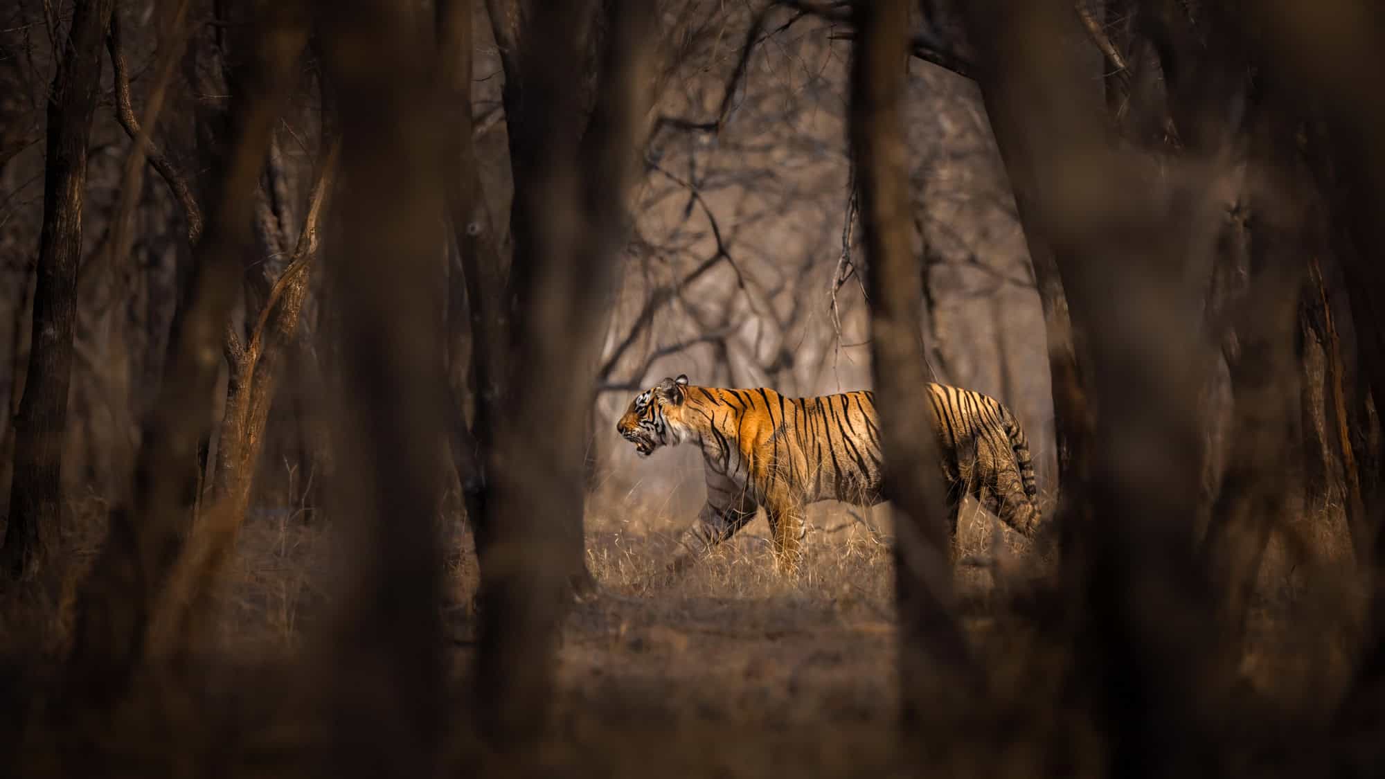 A tiger walking through a dry, dense forest with sparse sunlight filtering through the trees, creating a dramatic and natural wildlife scene.