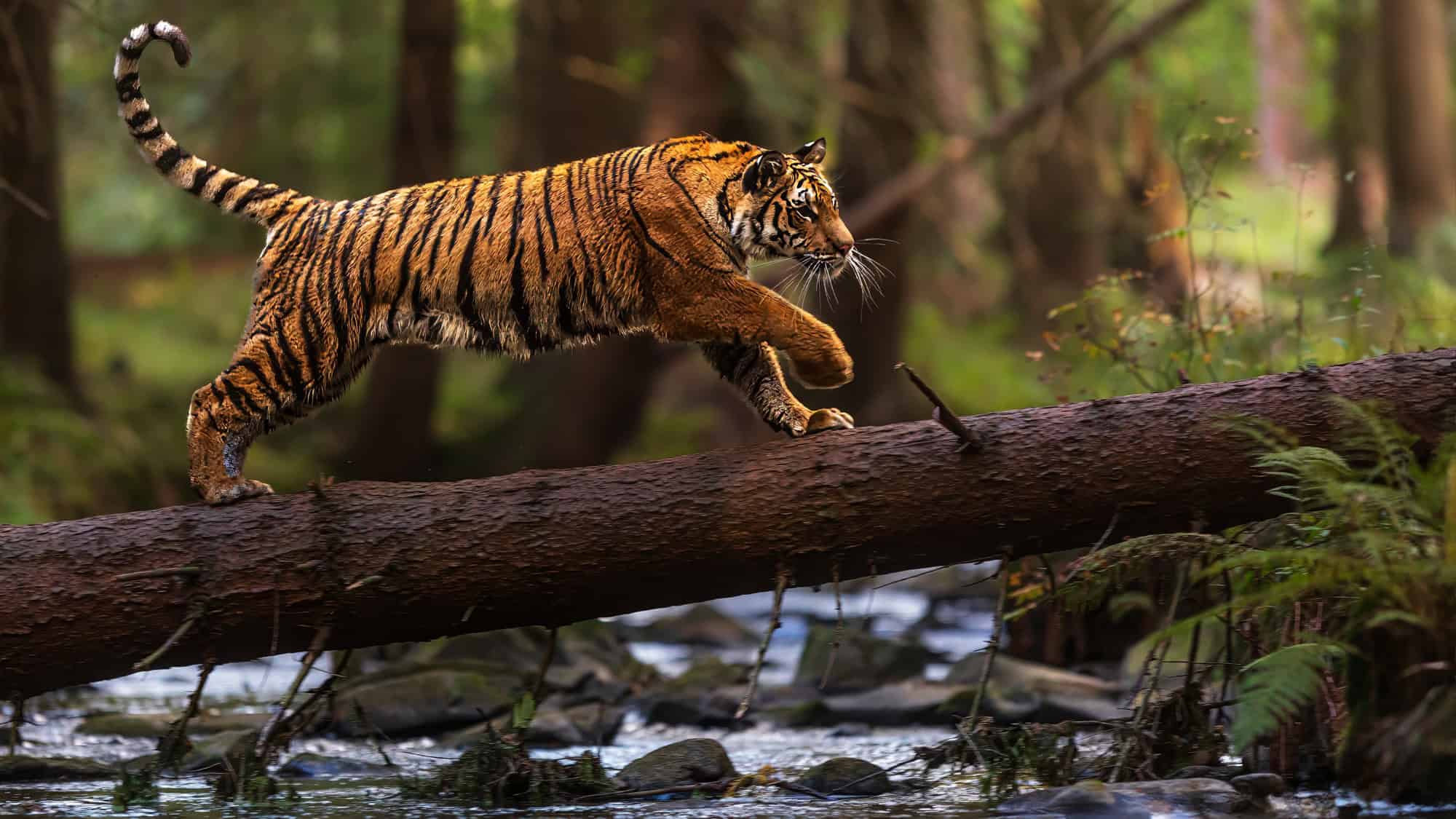 A tiger gracefully walking across a fallen tree log over a stream in a lush forest, displaying its agility and strength.
