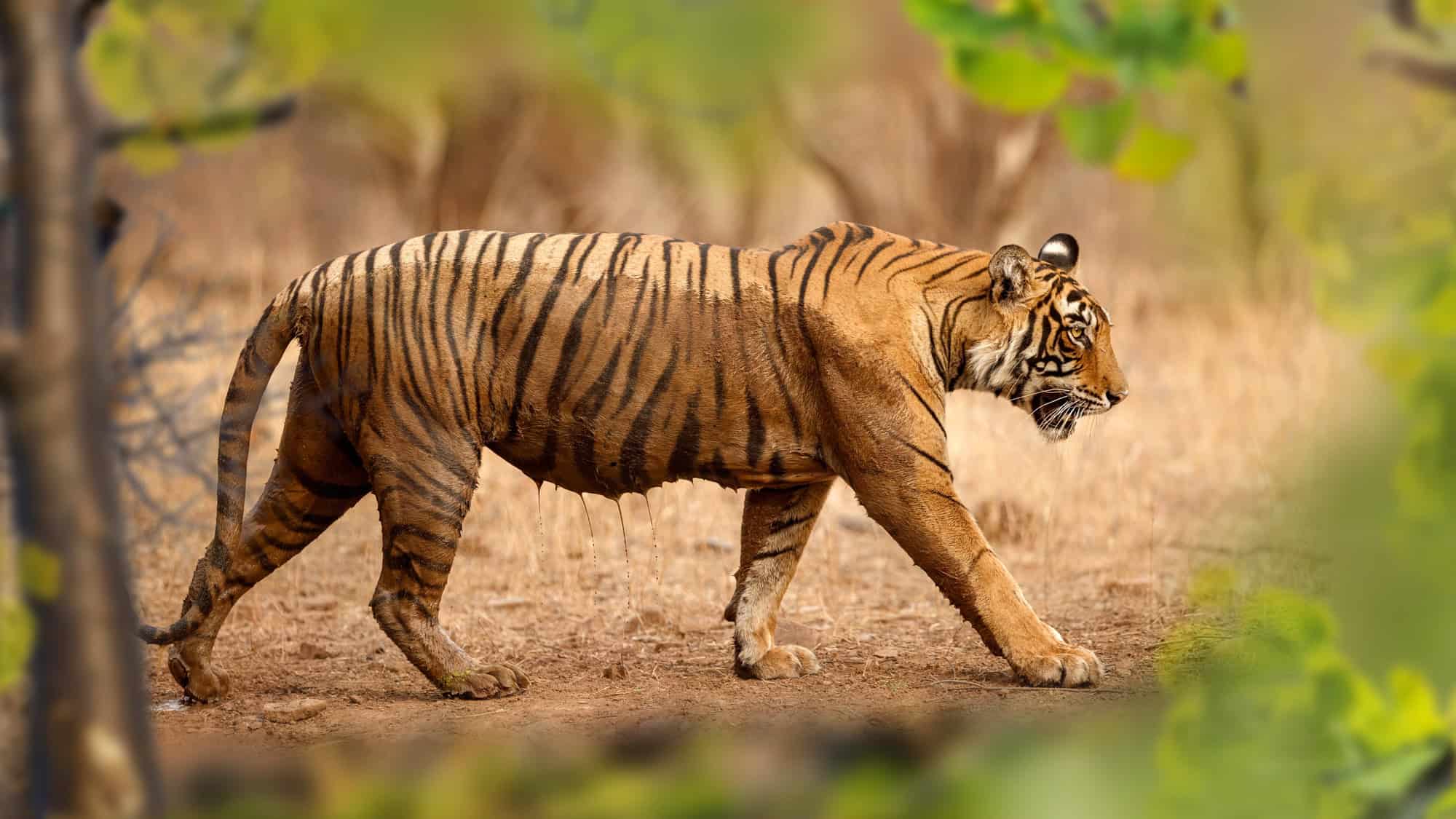 A side profile of a tiger walking on dry grassland, framed by soft, blurred green foliage in the foreground, emphasizing the tiger's powerful physique.
