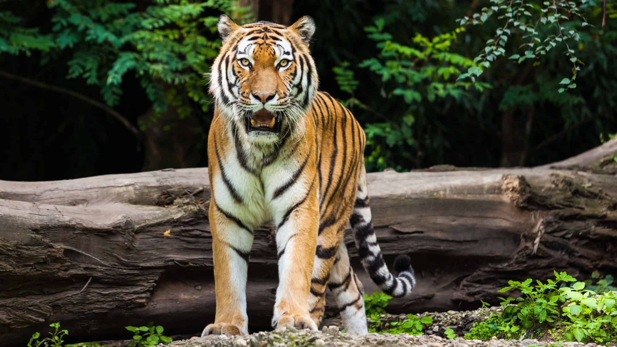 A tiger standing on the forest floor, staring directly at the camera, with vibrant green foliage and a fallen tree trunk in the background.