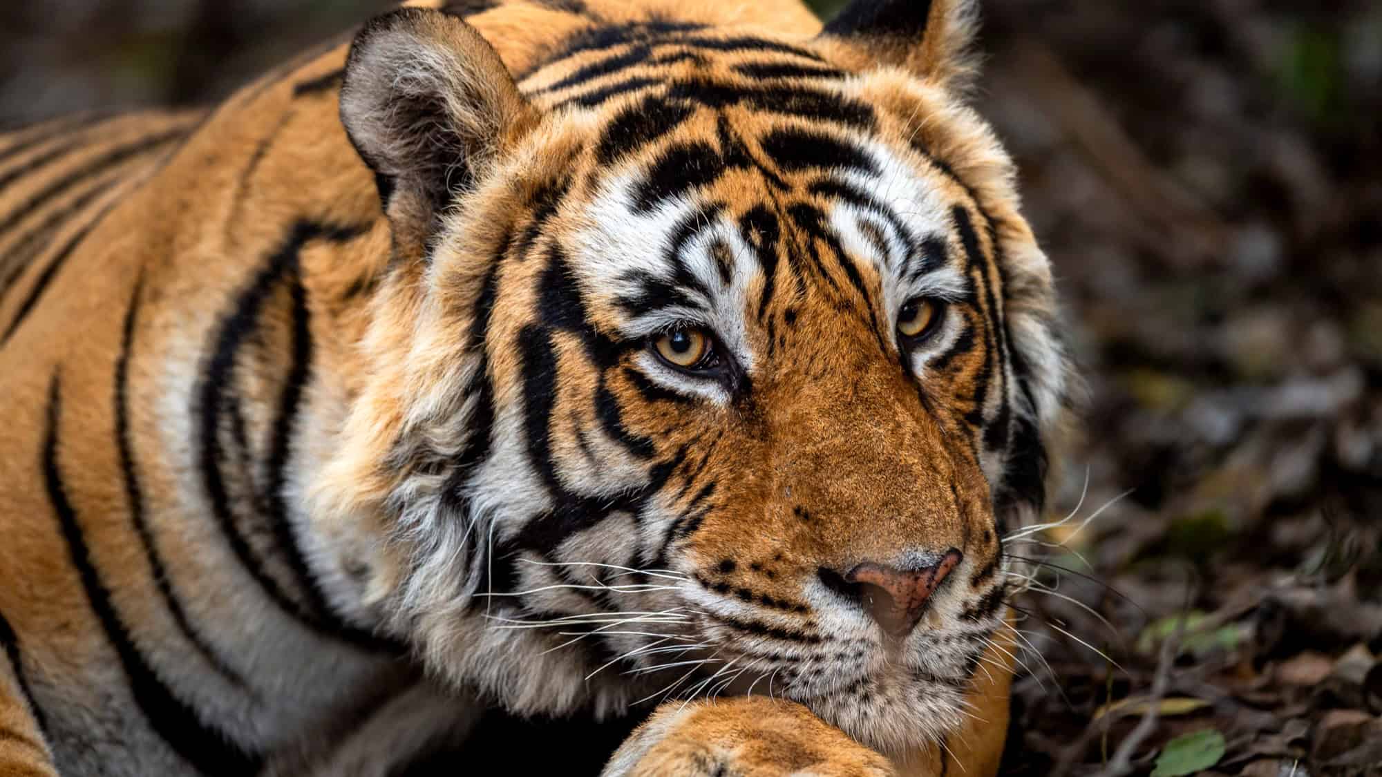 A close-up shot of a tiger resting with its head on its paw, showcasing its intense gaze, vivid orange fur, and black stripes.