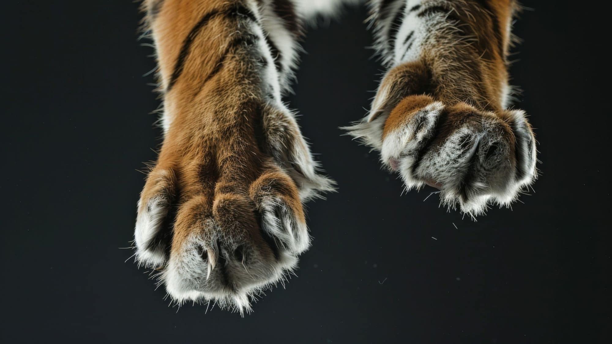 A close-up view of two tiger paws with thick orange, black, and white fur, highlighting their textured pads and sharp claws against a dark background.