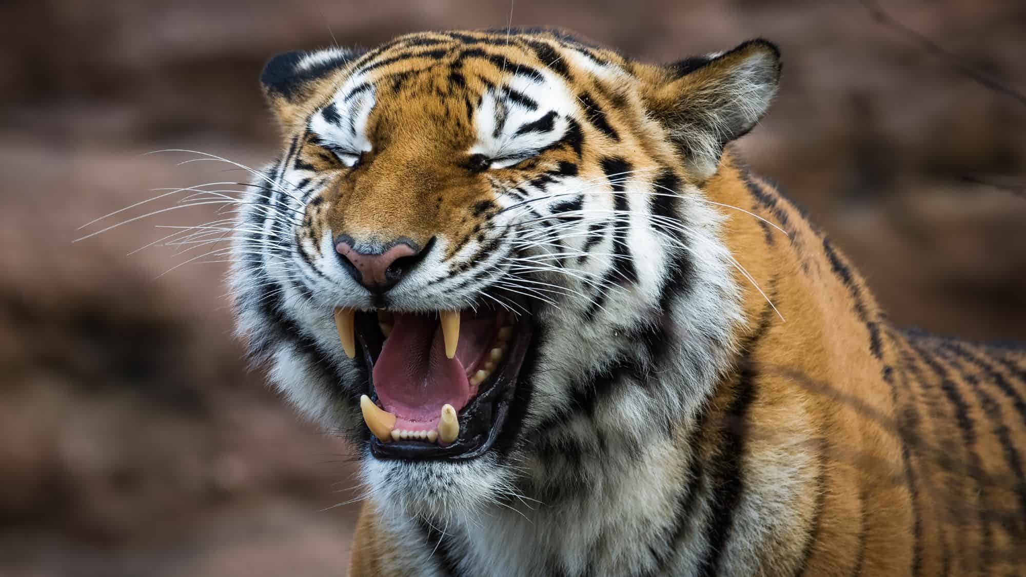 A tiger captured mid-yawn or roar, its mouth wide open revealing sharp canines, with vibrant orange and black striped fur contrasting against a blurred earthy background.