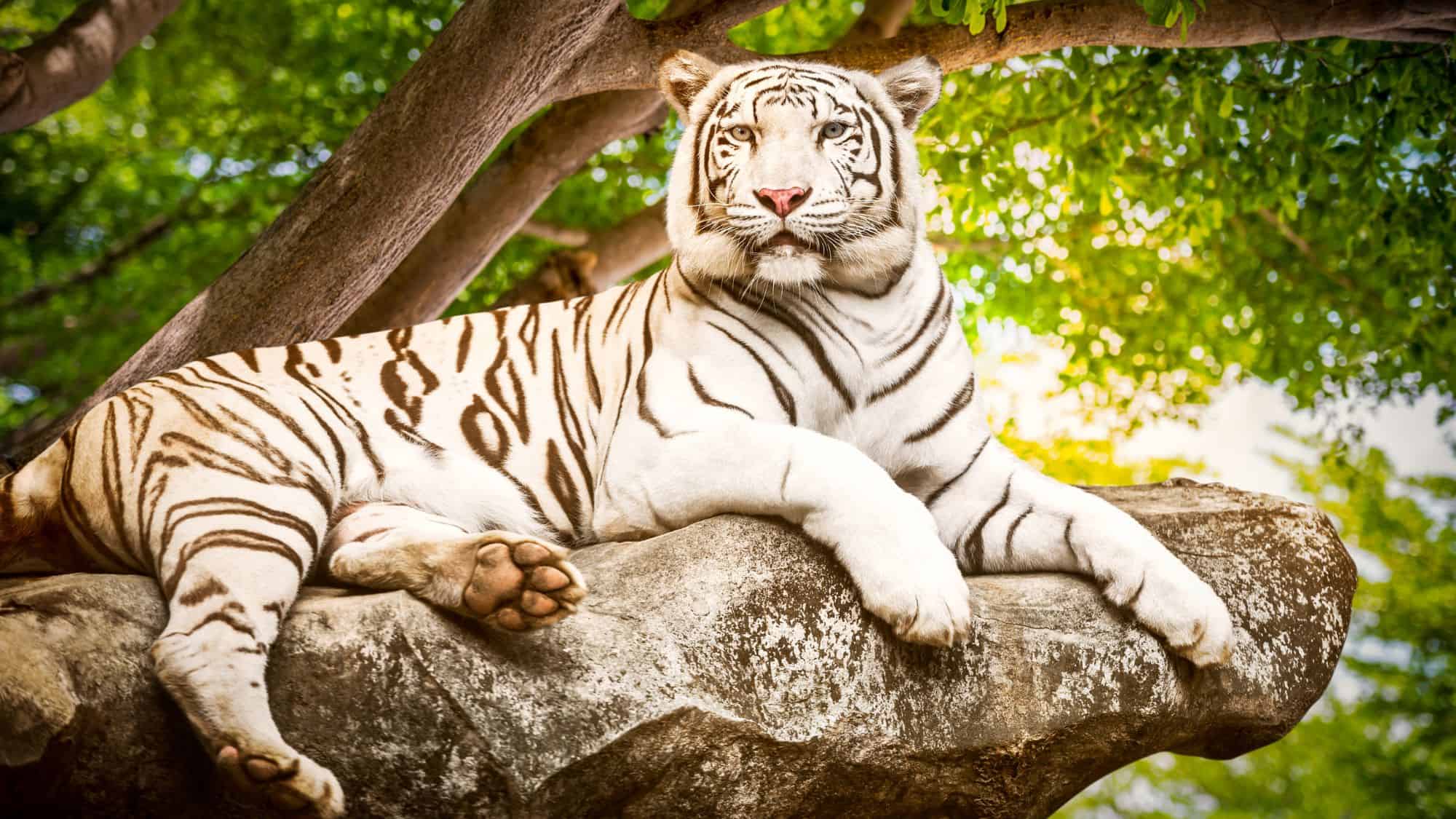 A majestic white tiger rests on a large rock, surrounded by lush green foliage and dappled sunlight, showcasing its striking white fur with dark stripes.