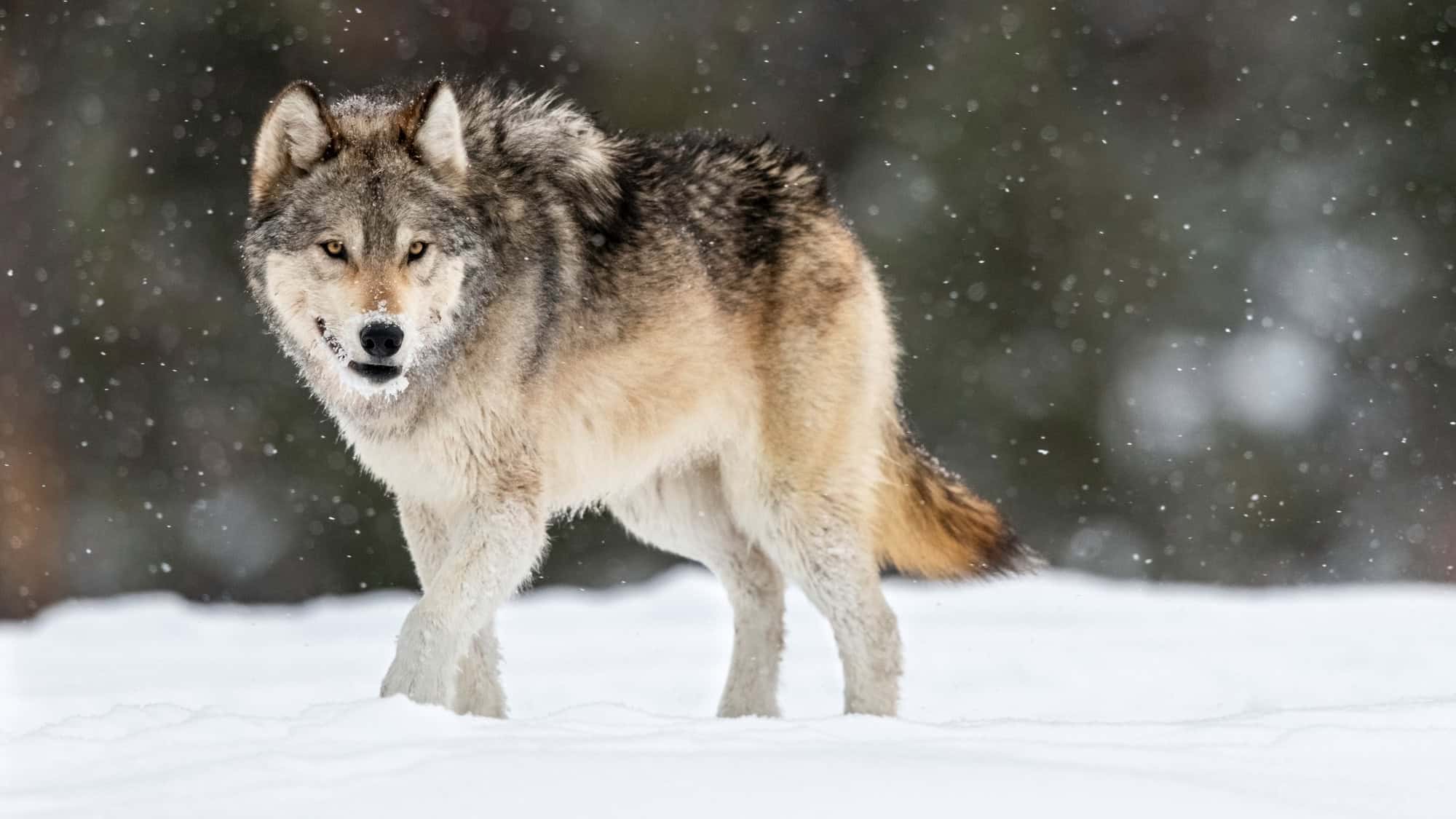 A grey wolf standing in fresh snow during a light snowfall. The wolf's thick fur, golden eyes, and snowy surroundings create a serene winter scene with a blurred forest in the background.