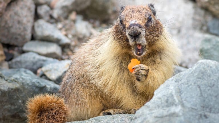 A close-up of a yellow-bellied marmot holding a small orange piece of food in its paws. The marmot's fluffy fur and rocky surroundings are sharply detailed, with its open mouth mid-bite.