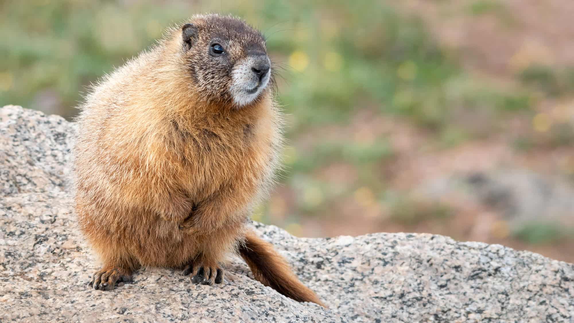 A yellow-bellied marmot sitting upright on a granite rock, its golden-brown fur contrasting with the muted greens and browns of the blurred natural background.