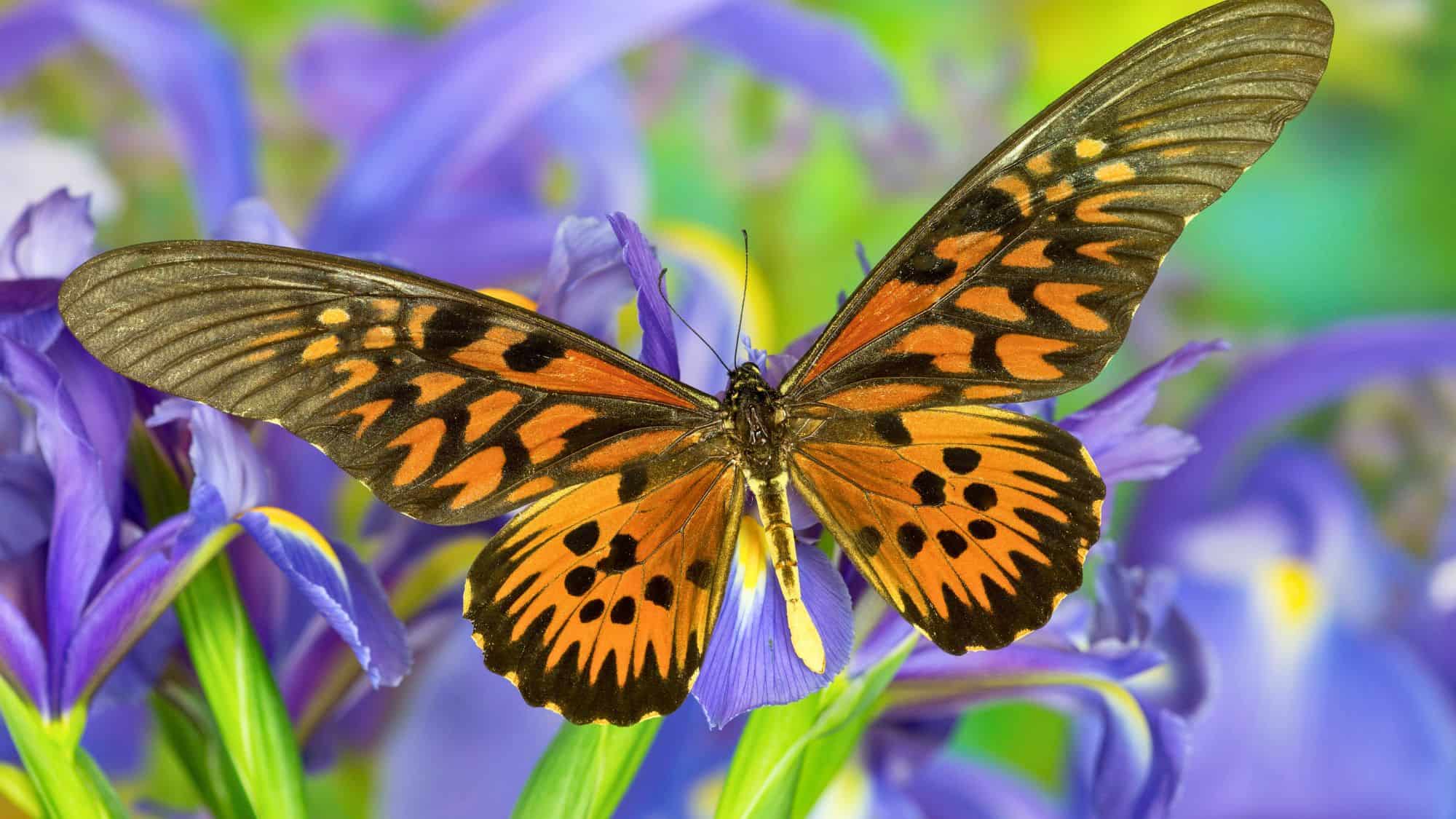 A vibrant African giant swallowtail butterfly with striking orange and black patterned wings rests on a purple iris, its delicate antennae reaching forward against a blurred green background.