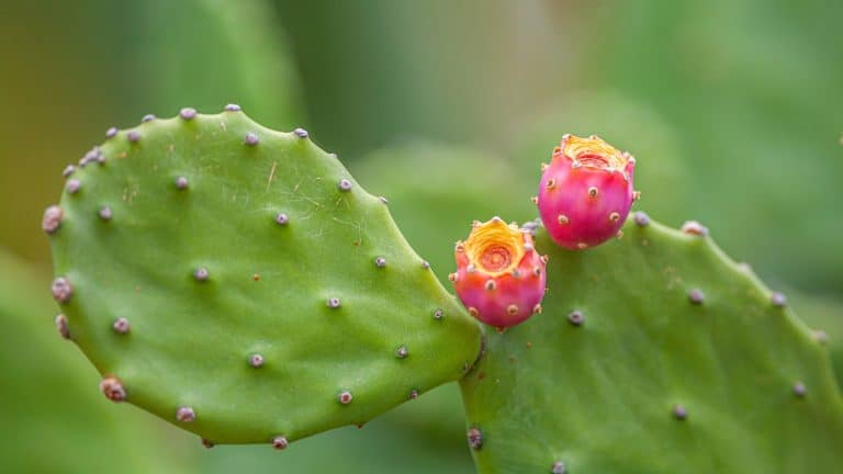 A close-up of a green prickly pear cactus pad with small, round pink fruits sprouting from its edges, set against a softly blurred green background.