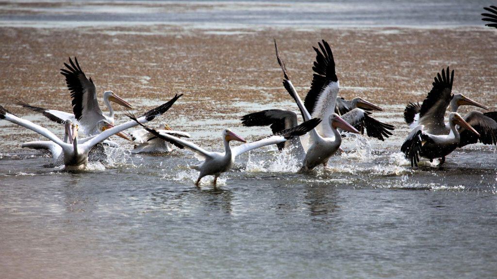 A group of American white pelicans takes off from a shallow lake, their large wings spread wide as they skim the water. Splashes and ripples form as they move together in unison.