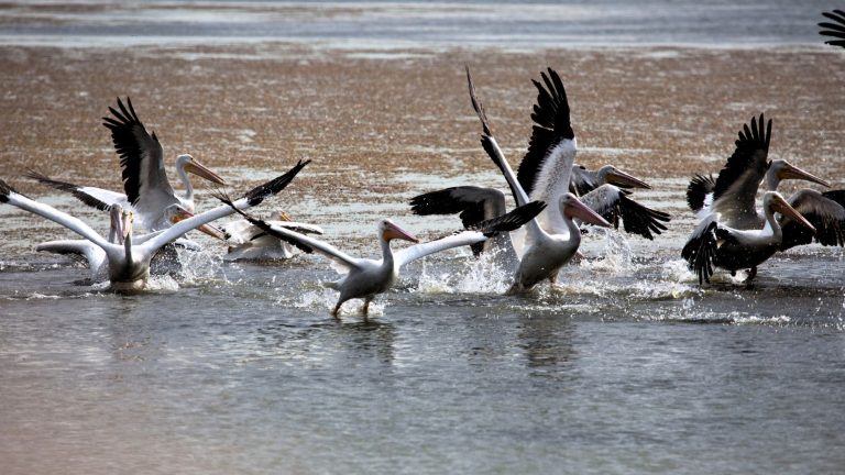 A group of American white pelicans takes off from a shallow lake, their large wings spread wide as they skim the water. Splashes and ripples form as they move together in unison.
