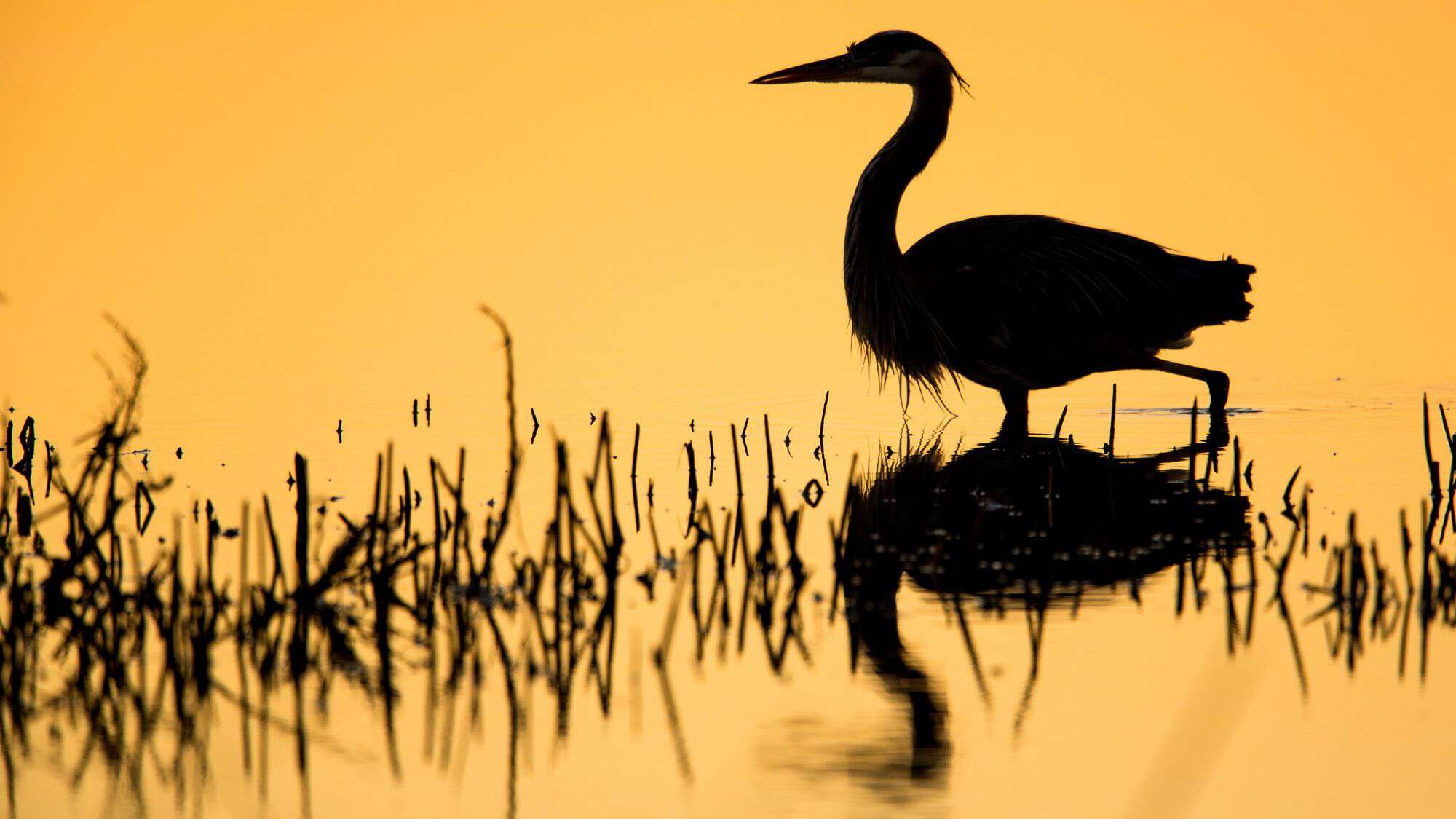 A great blue heron stands in shallow water, silhouetted against a golden sunset. Its reflection shimmers on the water’s surface, surrounded by the delicate outlines of reeds and submerged branches.