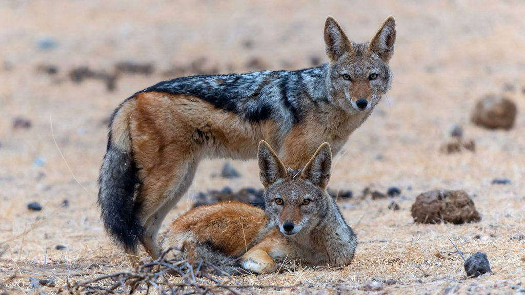 A pair of black-backed jackals, one standing and one lying down, stare directly ahead in a dry, rocky environment. Their sharp eyes and sleek fur highlight their wild nature.