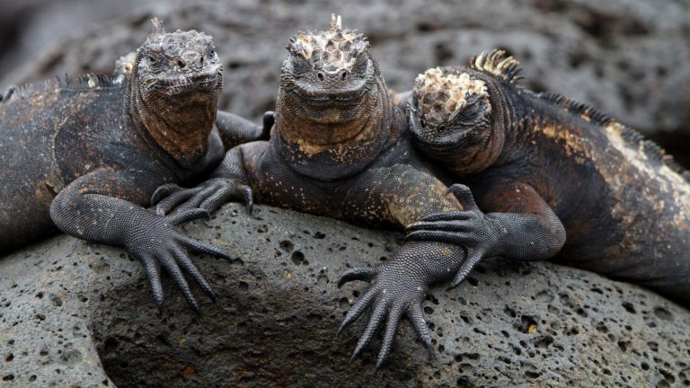 Three marine iguanas lounging on a dark volcanic rock, their black, scaly skin blending in with the rugged landscape, with their spiky crests and textured faces giving them a prehistoric appearance.