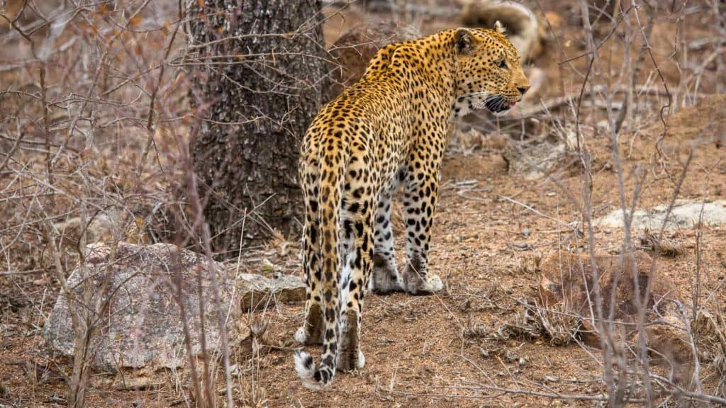 A majestic leopard stands alert in the dry Kruger National Park landscape, its golden coat patterned with dark rosettes. Surrounding sparse vegetation and earthy tones highlight its natural camouflage.