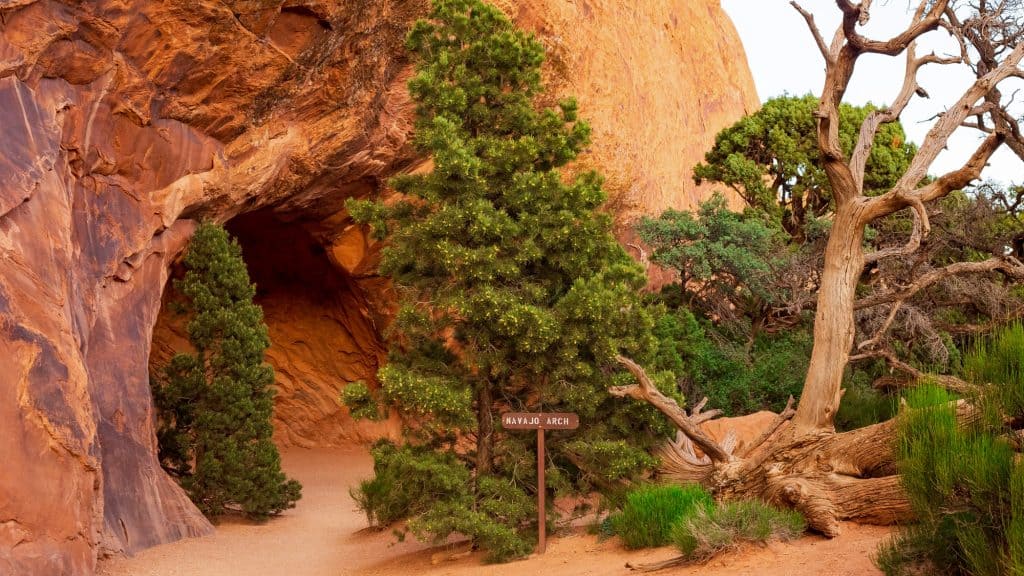 The image shows the Navajo Arch nestled in Arches National Park, Utah. The arch frames a shaded alcove surrounded by vibrant green pine trees and rugged, reddish sandstone walls. A wooden sign reading "Navajo Arch" marks the entrance, with desert vegetation and twisted tree branches adding to the natural charm.