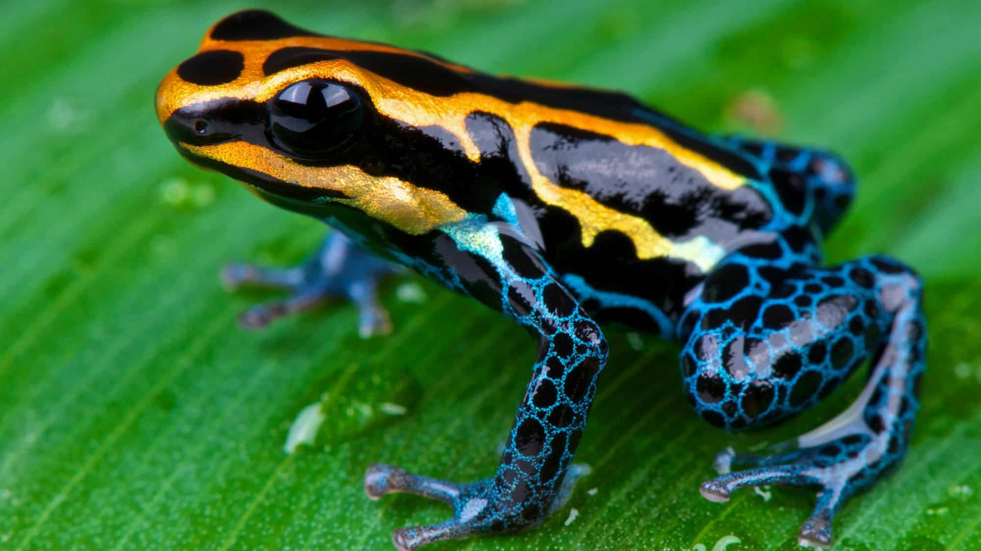 A vibrant poison dart frog with a black, blue, and golden-yellow pattern perched on a green leaf. Its tiny but bold presence is a warning of its potent toxicity.
