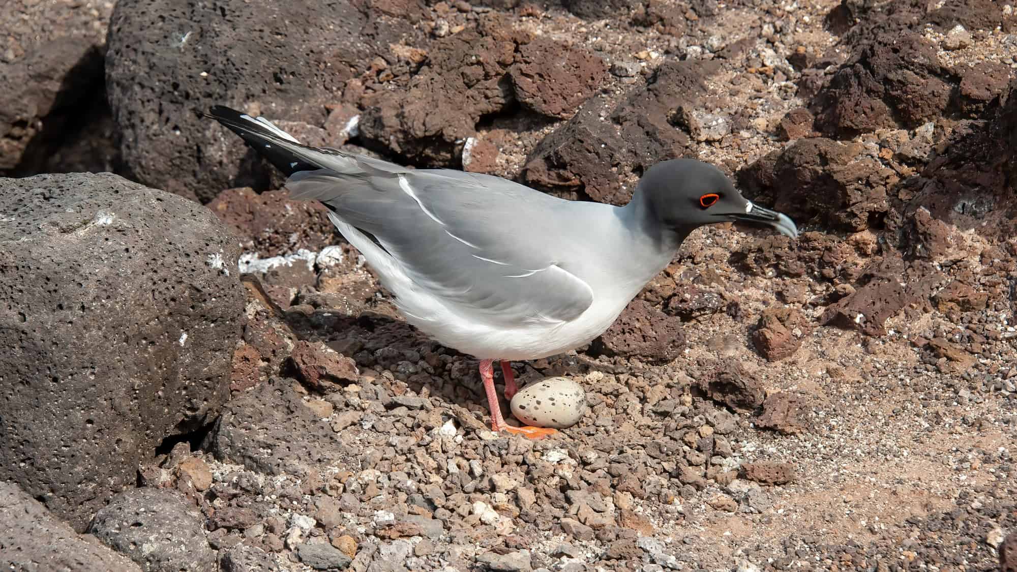 A shallow-tailed full, endemic only to the galapagos islands, stands on a rocky area hovering over an egg.