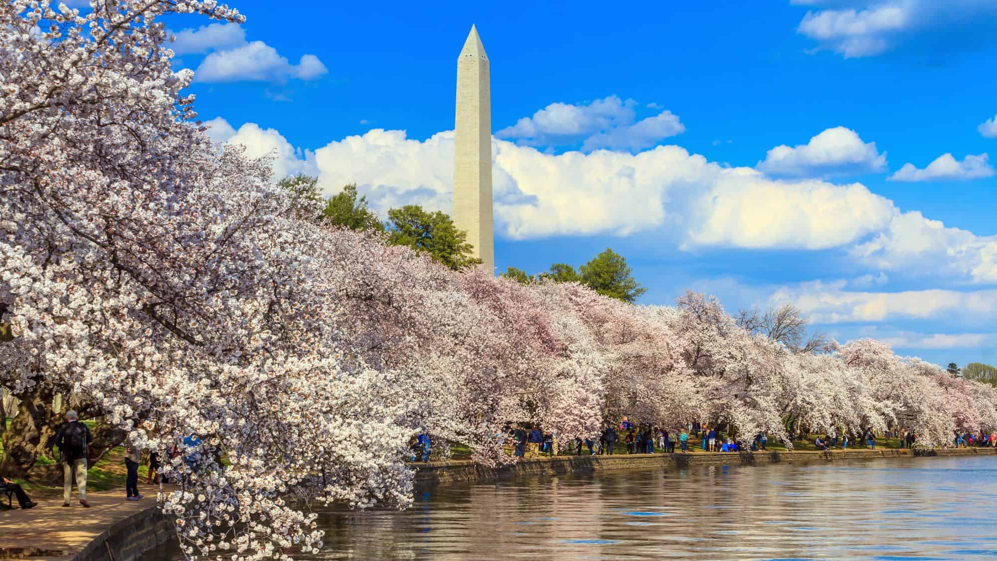 The Washington Monument sits under a blue sky behind rows of cherry blossom trees in full bloom next to the water.