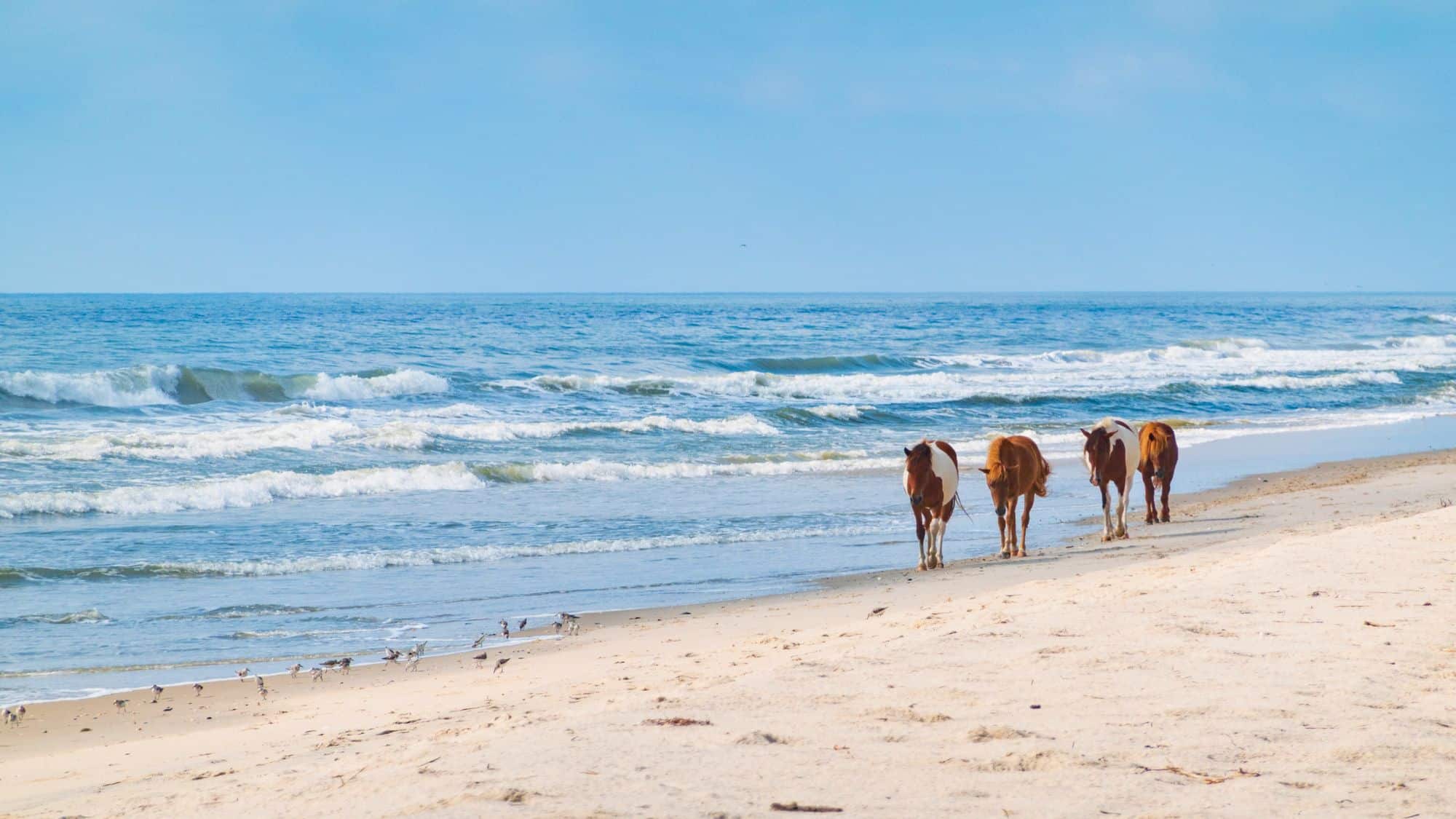 Four wild horses walk along the shoreline of a sandy beach with gentle waves rolling in behind them and a flock of small shorebirds scattered near the surf.
