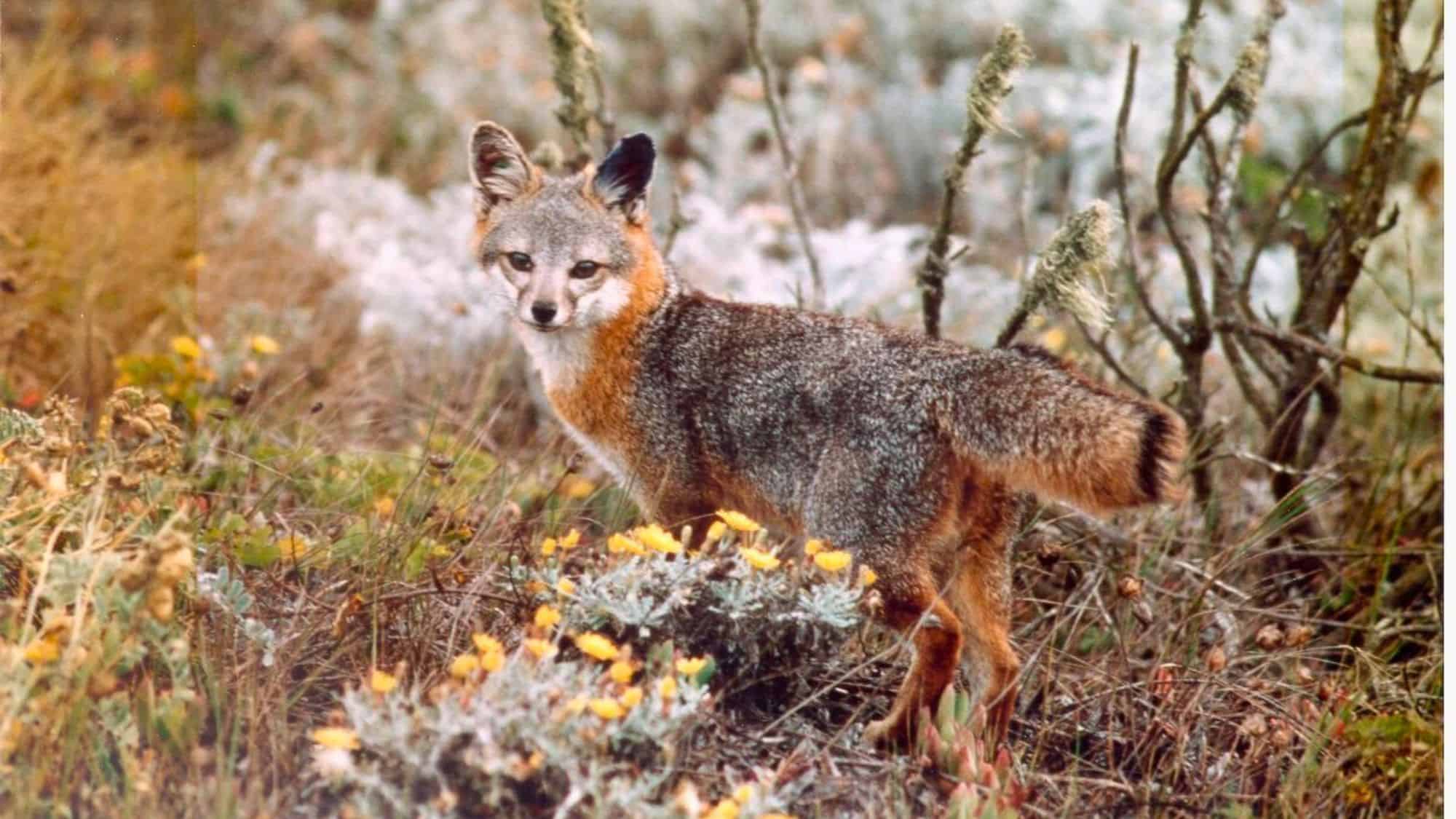 A small, gray-and-rust-colored Channel Island fox stands amid wildflowers and dry brush, gazing alertly into the distance. Its fluffy tail and distinctive facial markings make it an iconic resident of the islands.