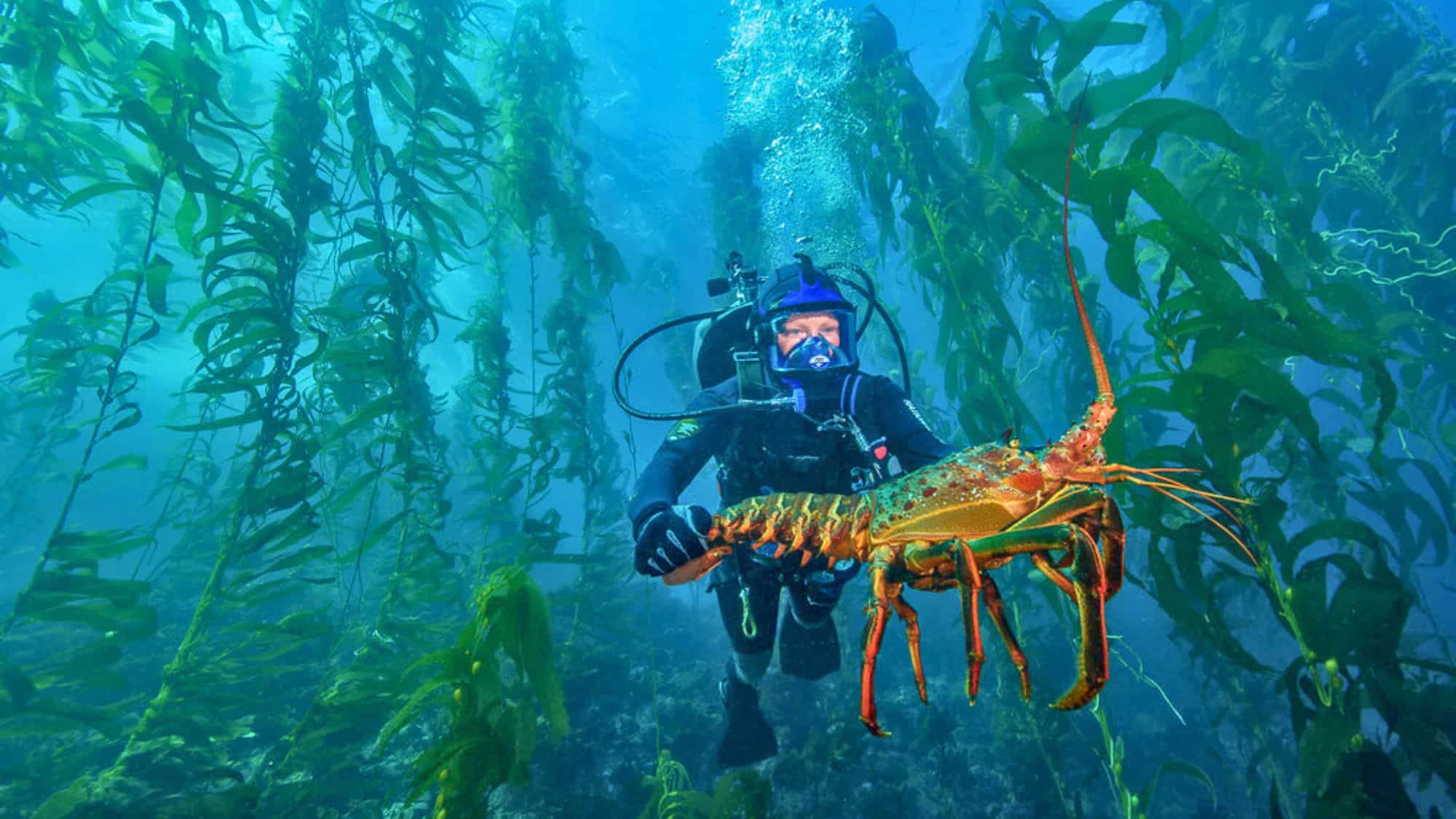 A scuba diver explores an underwater kelp forest, holding a large, orange California spiny lobster. Sunlight filters through the tall, swaying kelp, casting an ethereal glow on the scene.