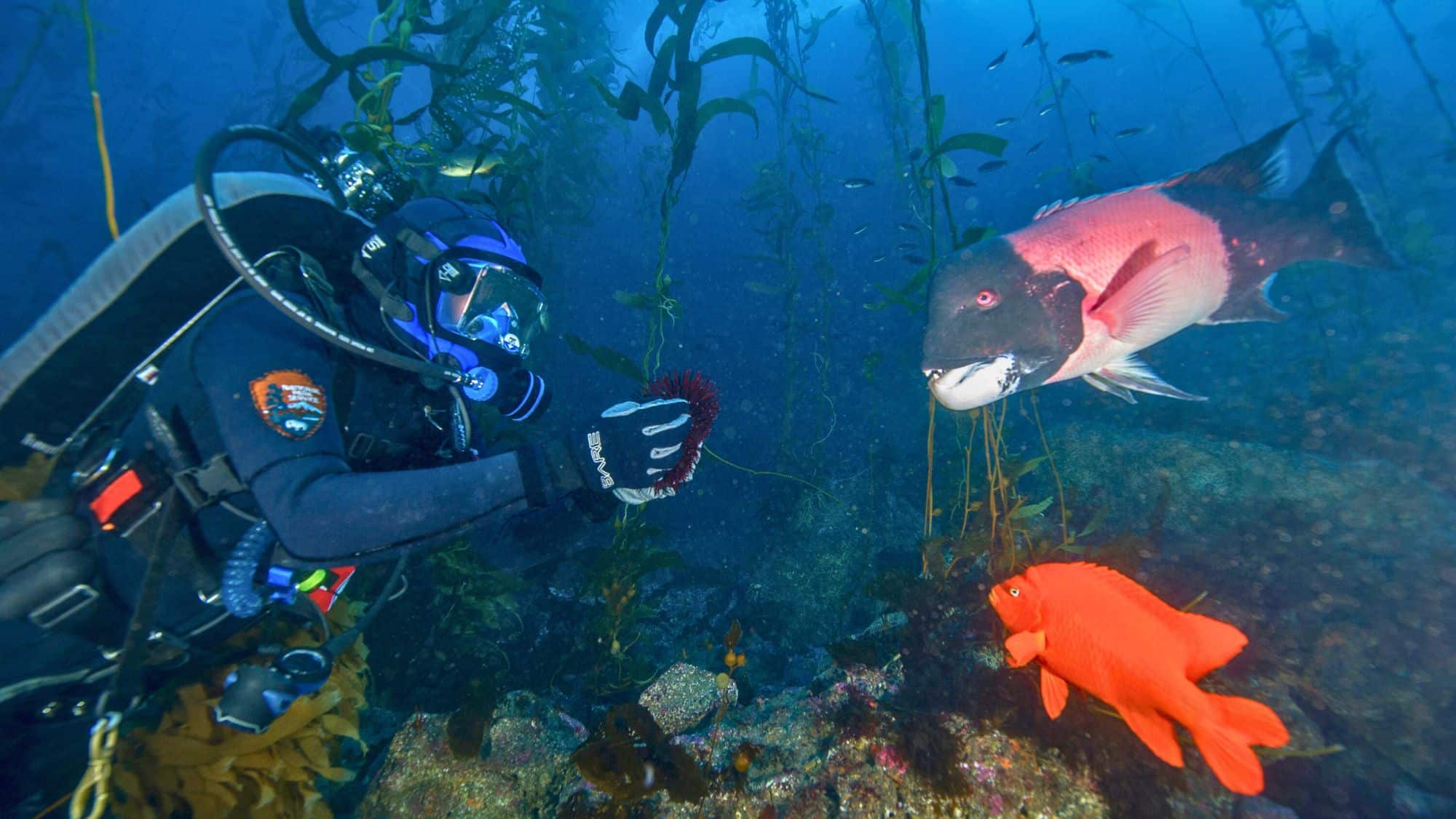 A scuba diver in full gear examines a red sea urchin in an underwater kelp forest. Nearby, a bright orange Garibaldi fish and a large black-and-red fish swim among the swaying seaweed.
