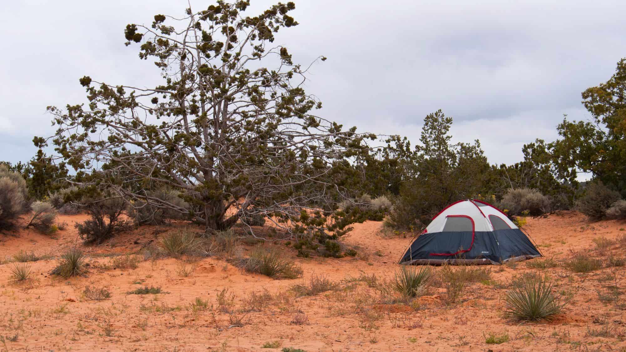 A small tent with a red and white dome shape is set up in a sandy clearing among sparse vegetation and desert shrubs. A gnarled tree stands nearby, its twisted branches reaching out against the overcast sky. The surrounding area is filled with dry grasses and desert plants.